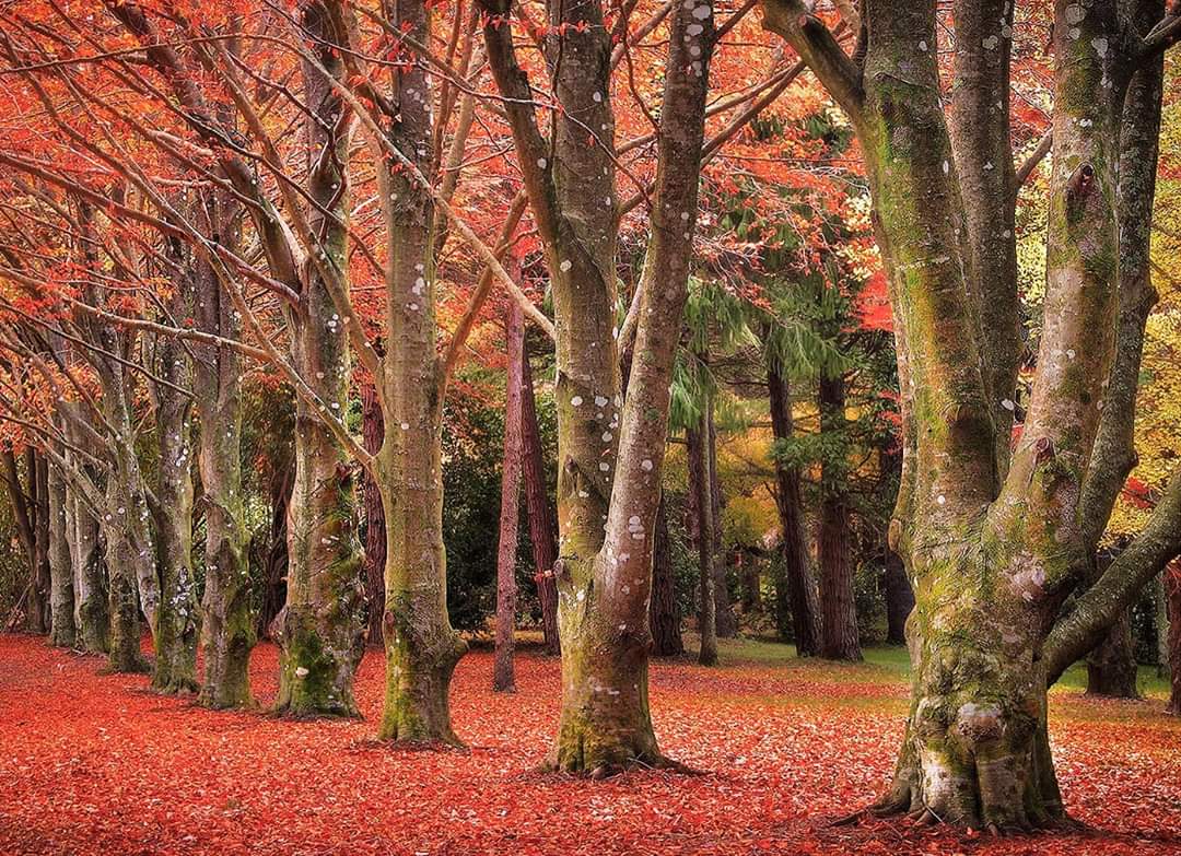 Mount Wilson, Blue Mountains, NSW r/australia