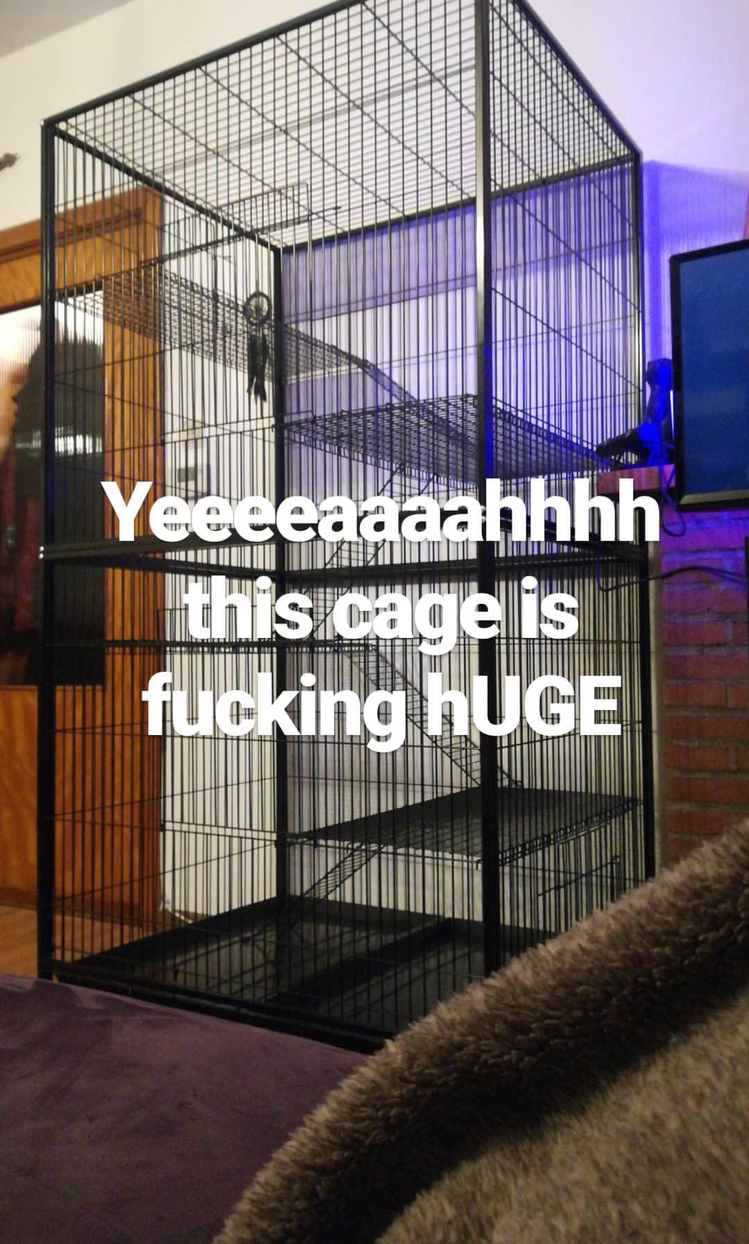 We',re getting rats in a month or so and we bought this massive cage for