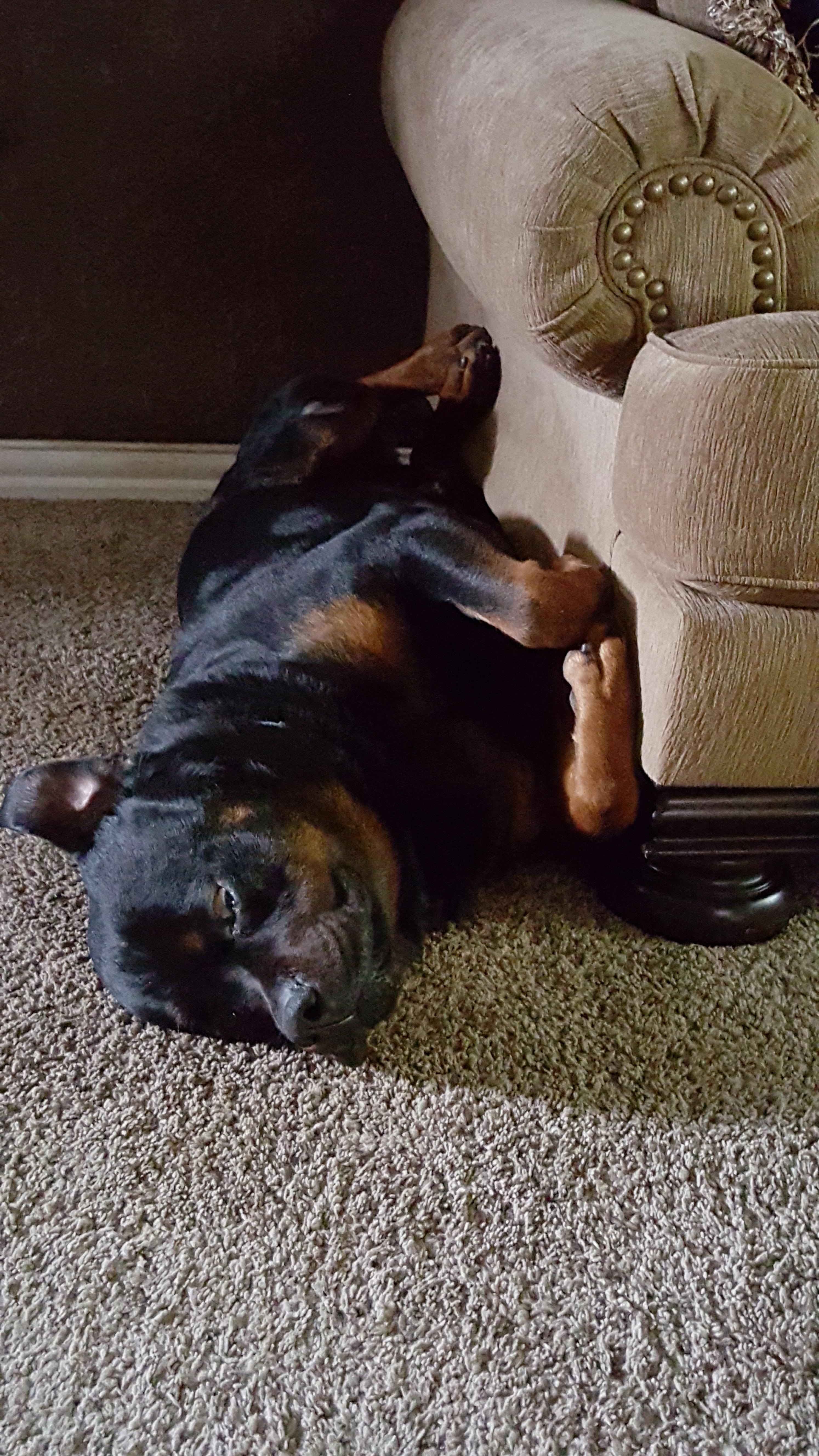 +23 Hot Spot On Rottweiler