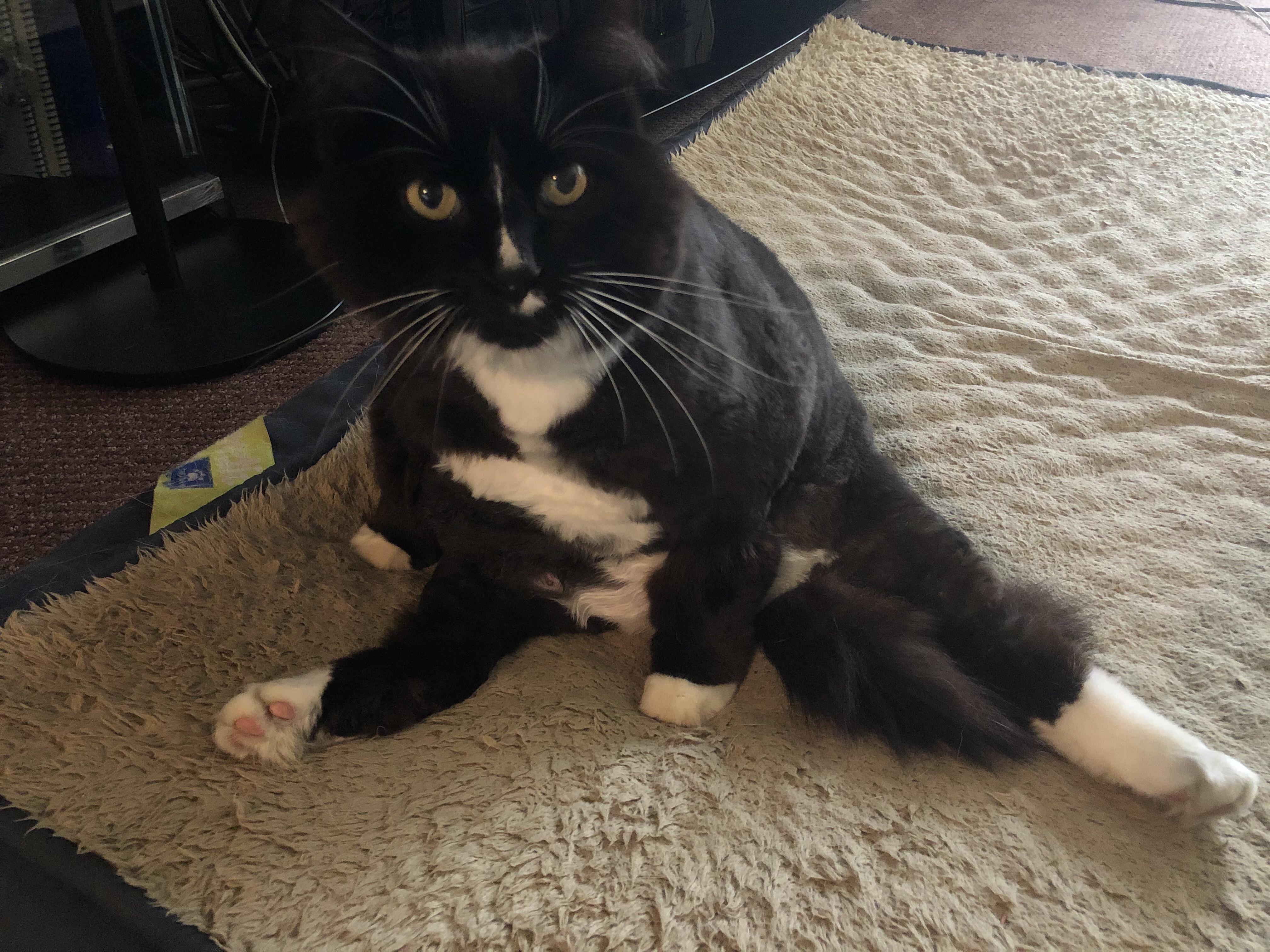 My cat doing the splits r/mildlyinteresting