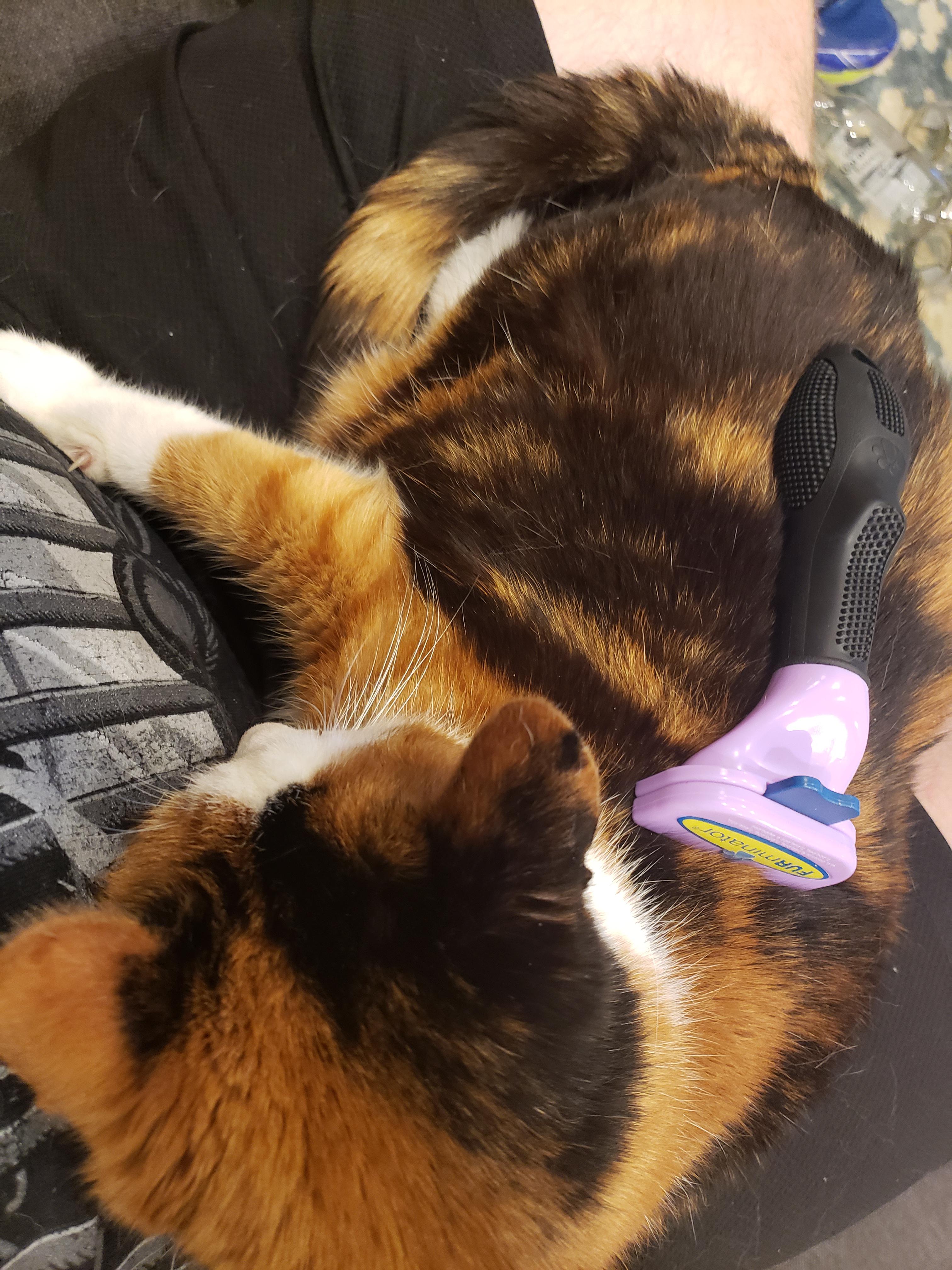 A cat and her Furminator r/StuffOnCats