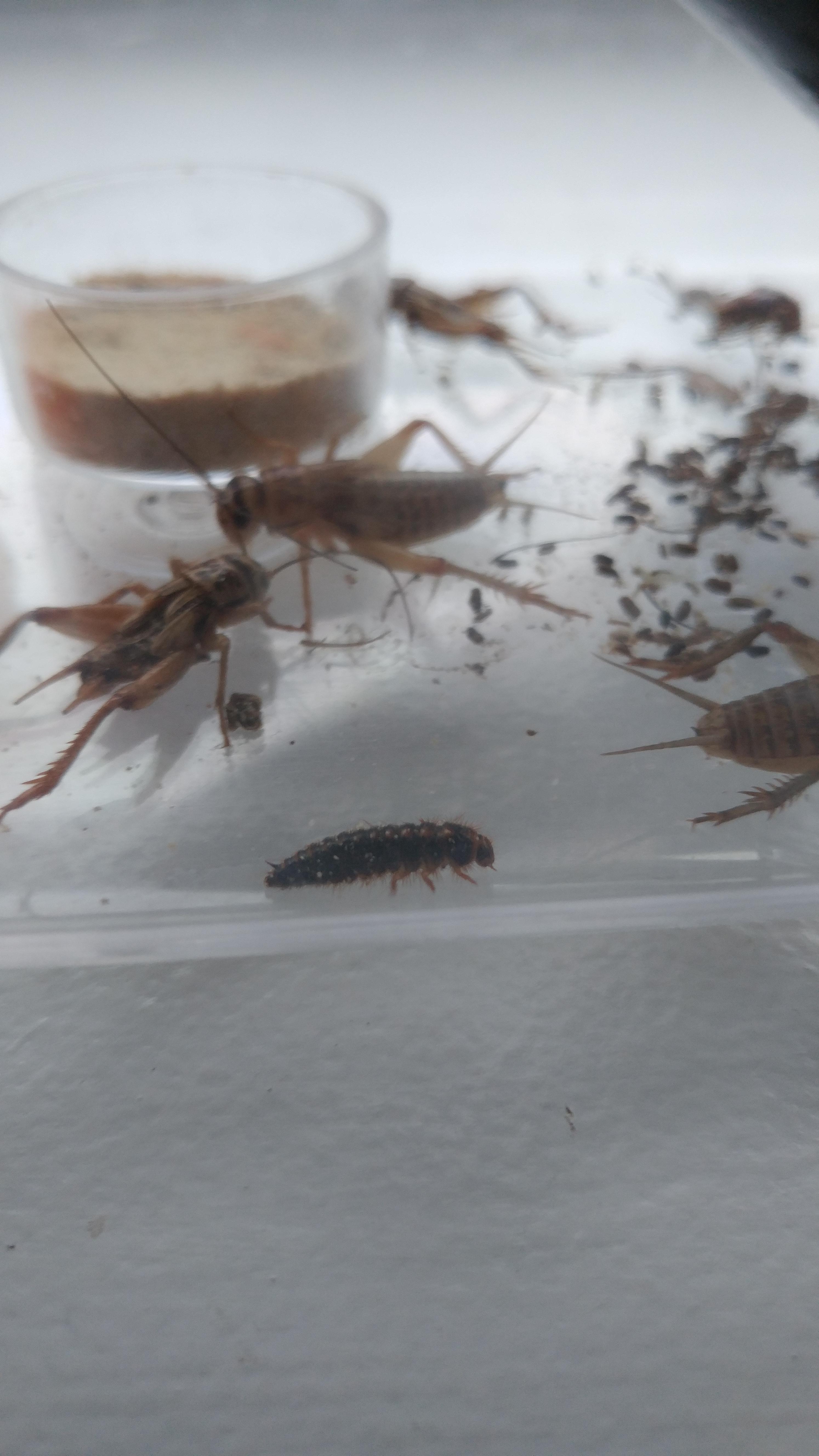 [Canada] this bug mixed with crickets from PetSmart? r/whatsthisbug