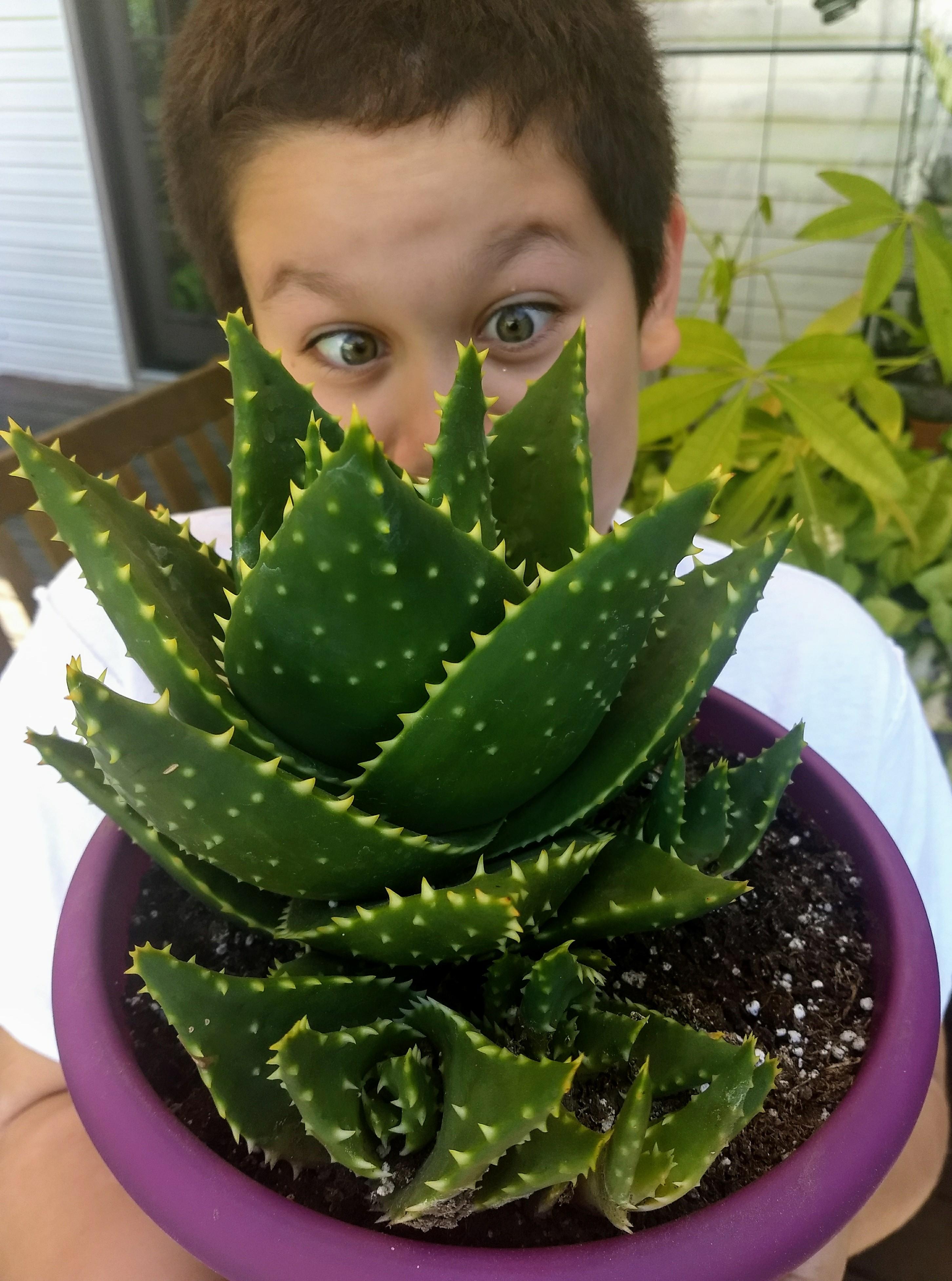 My T. Rex Aloe! (9yearold boy for scale) r/succulents