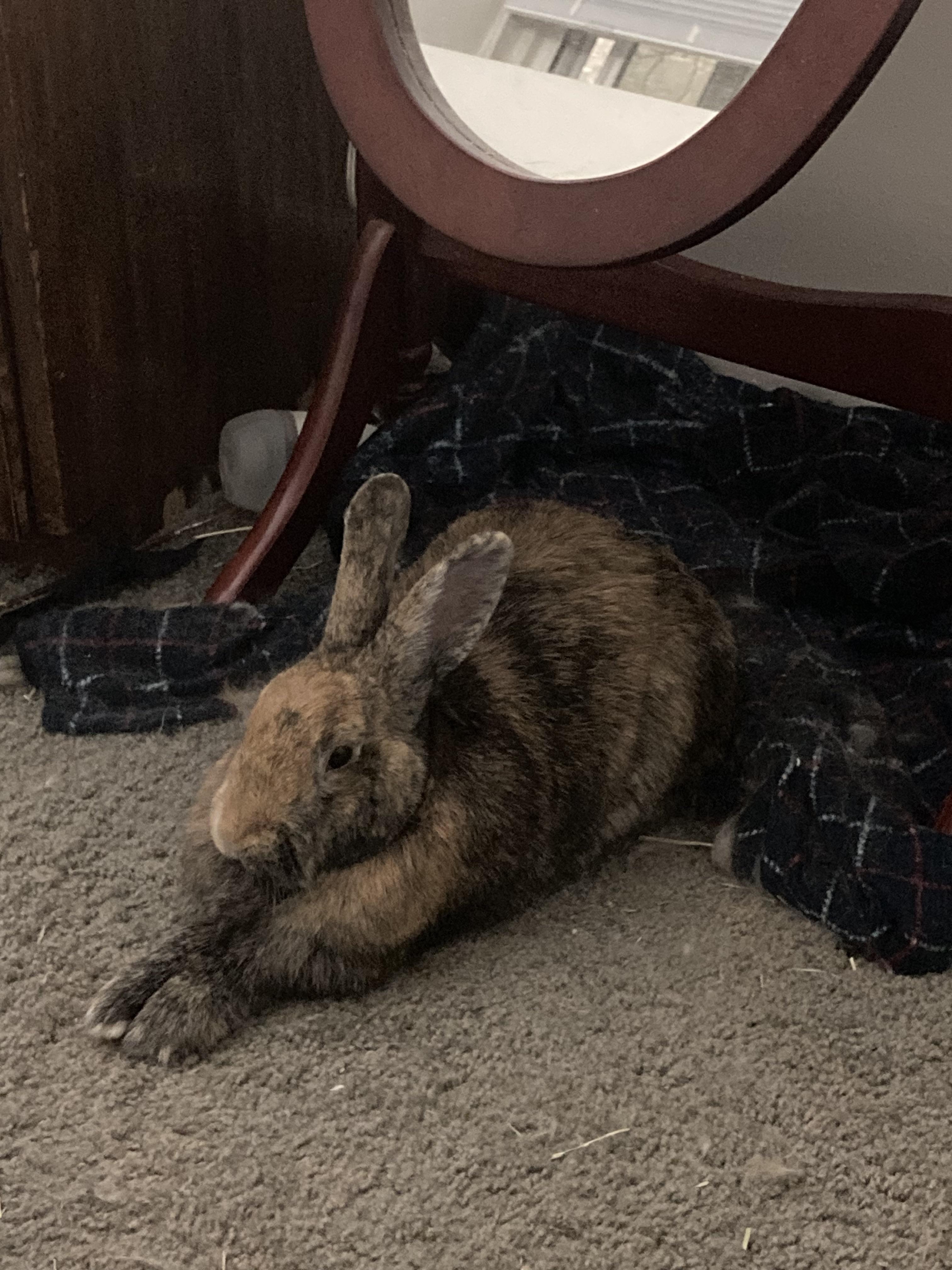 Feet r/Rabbits