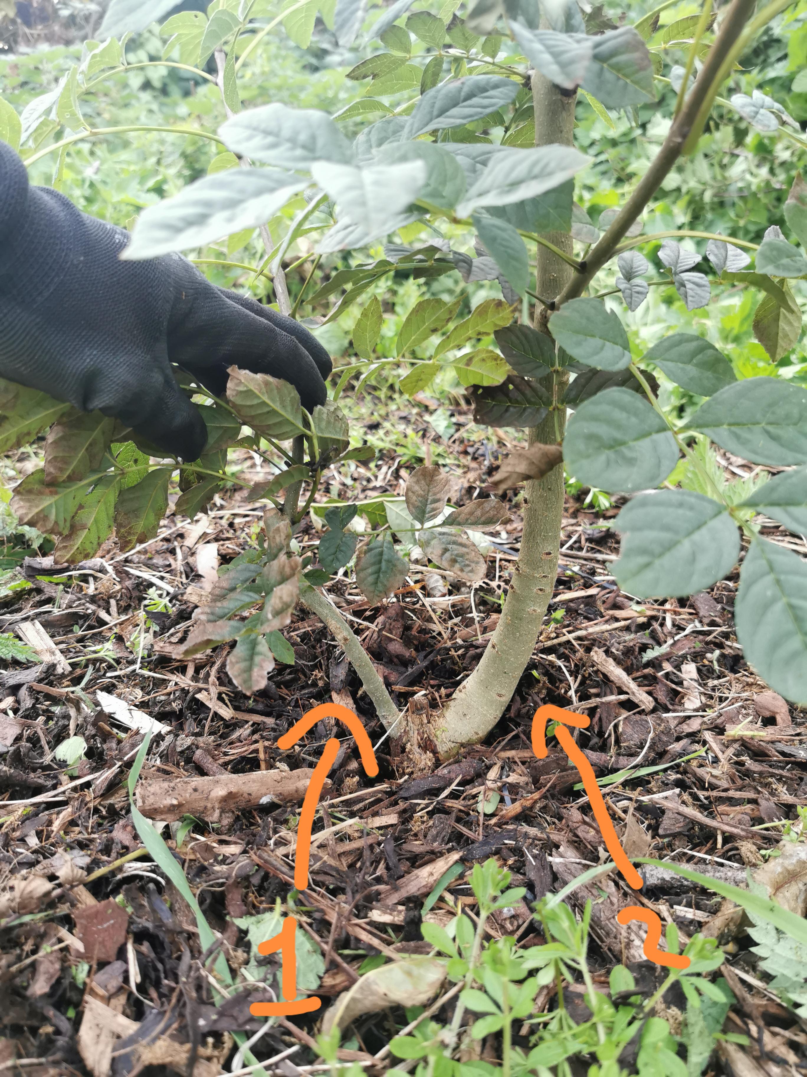 Young Ash Tree that's growing in my garden. Should I remove the smaller