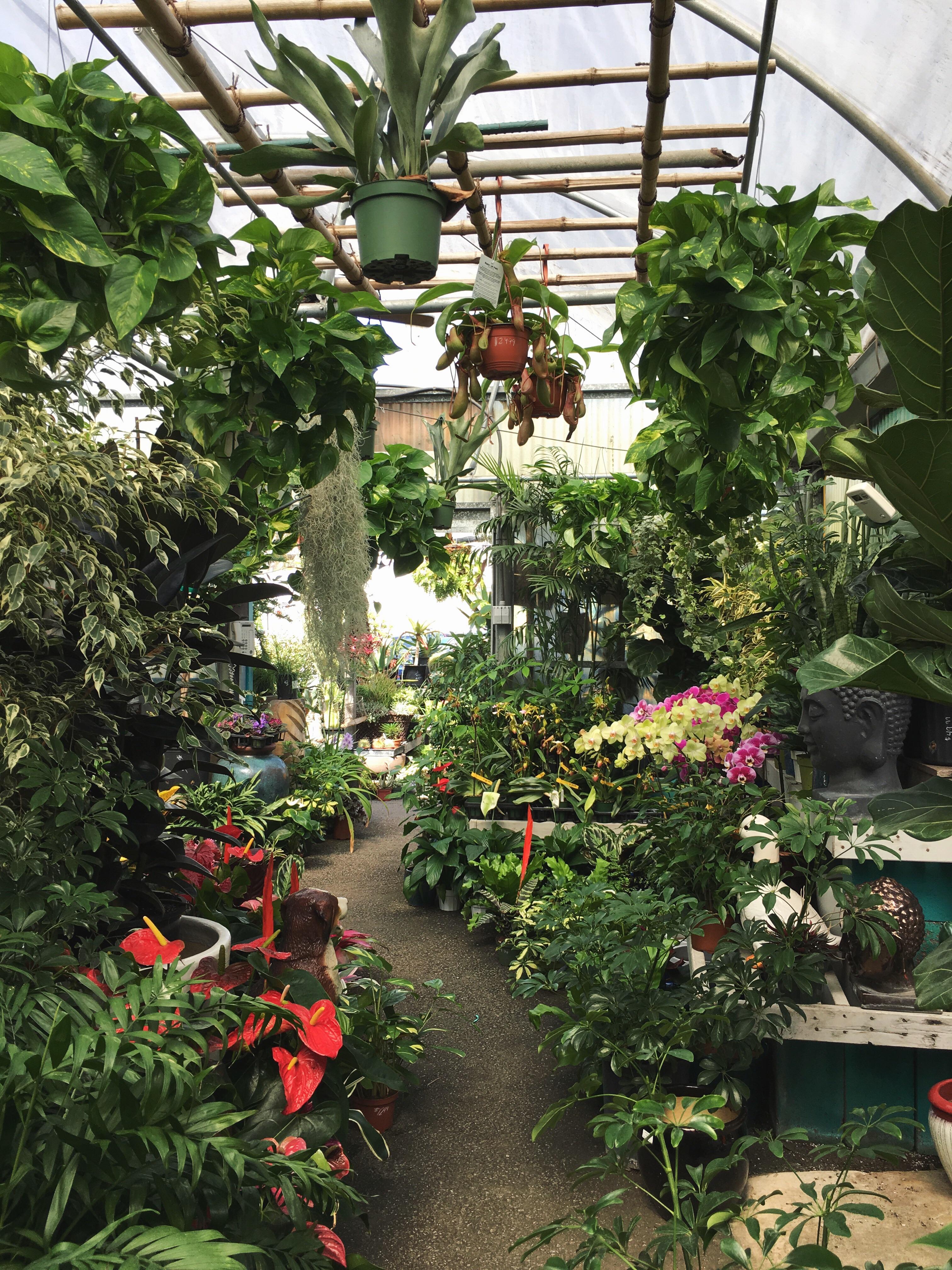 Stop at my favorite nursery in Santa Monica, CA. plants