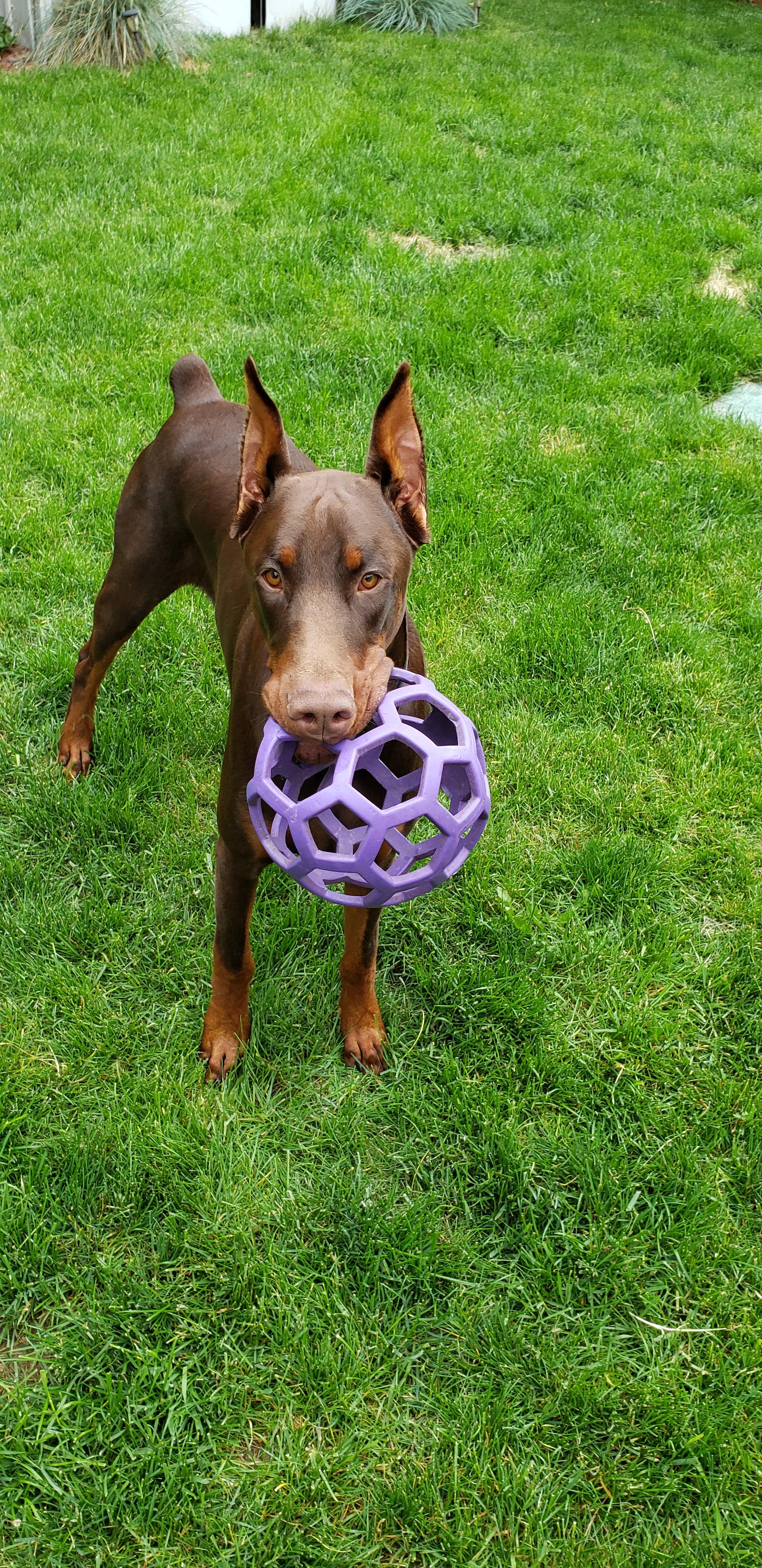 188 best Dobe images on Pholder Doberman Pinscher, Aww and Dogpictures