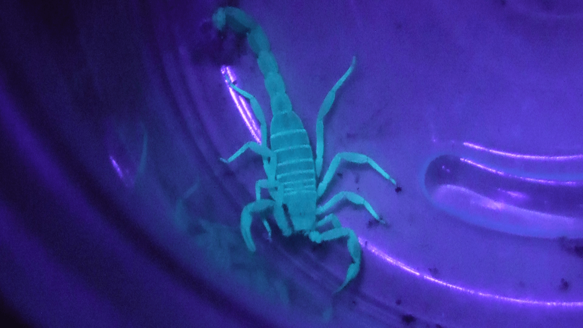 Scorpions glow in the dark when under black light r/pics