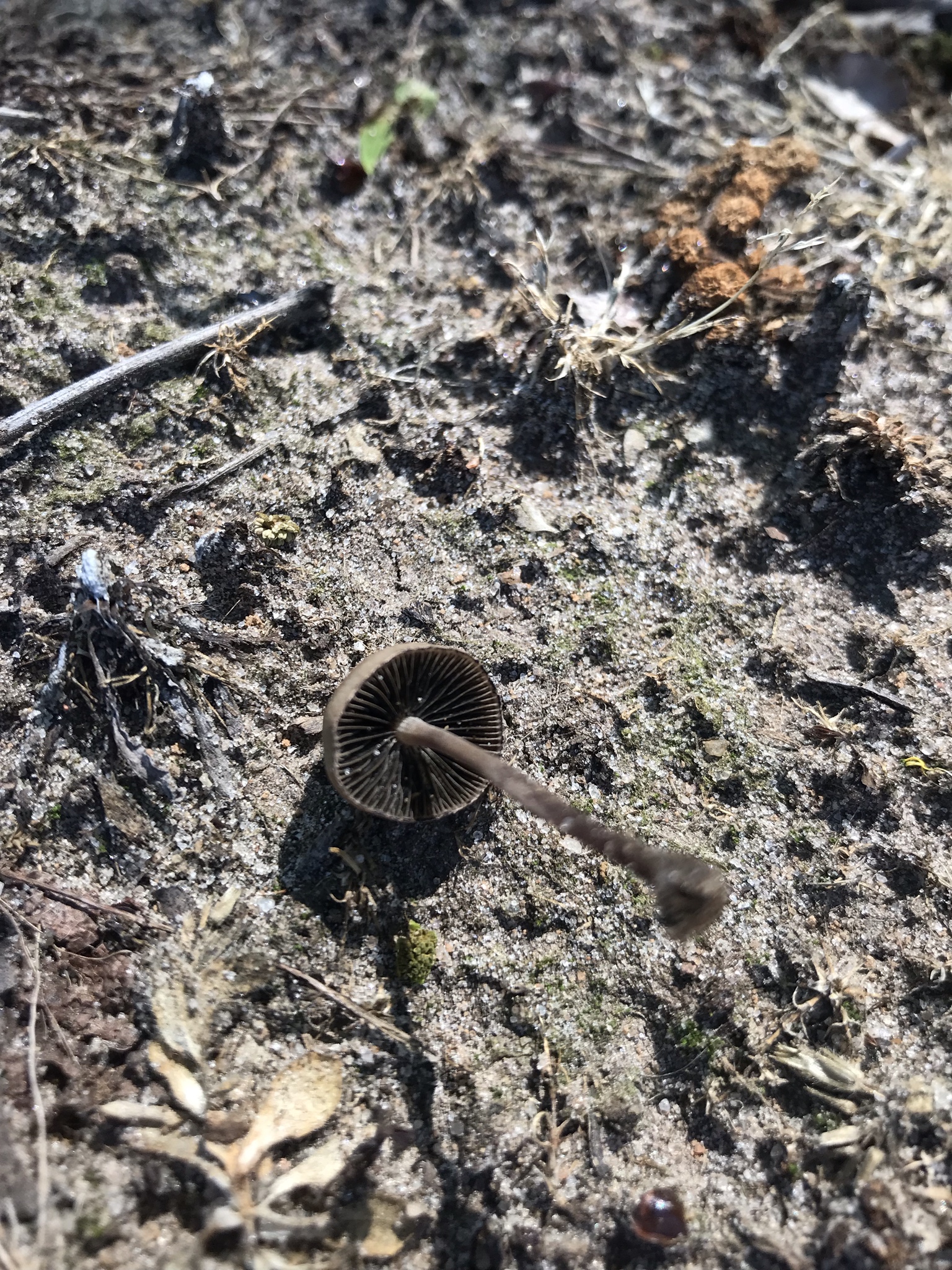 ID Eastern NC Mushroom r/mycology