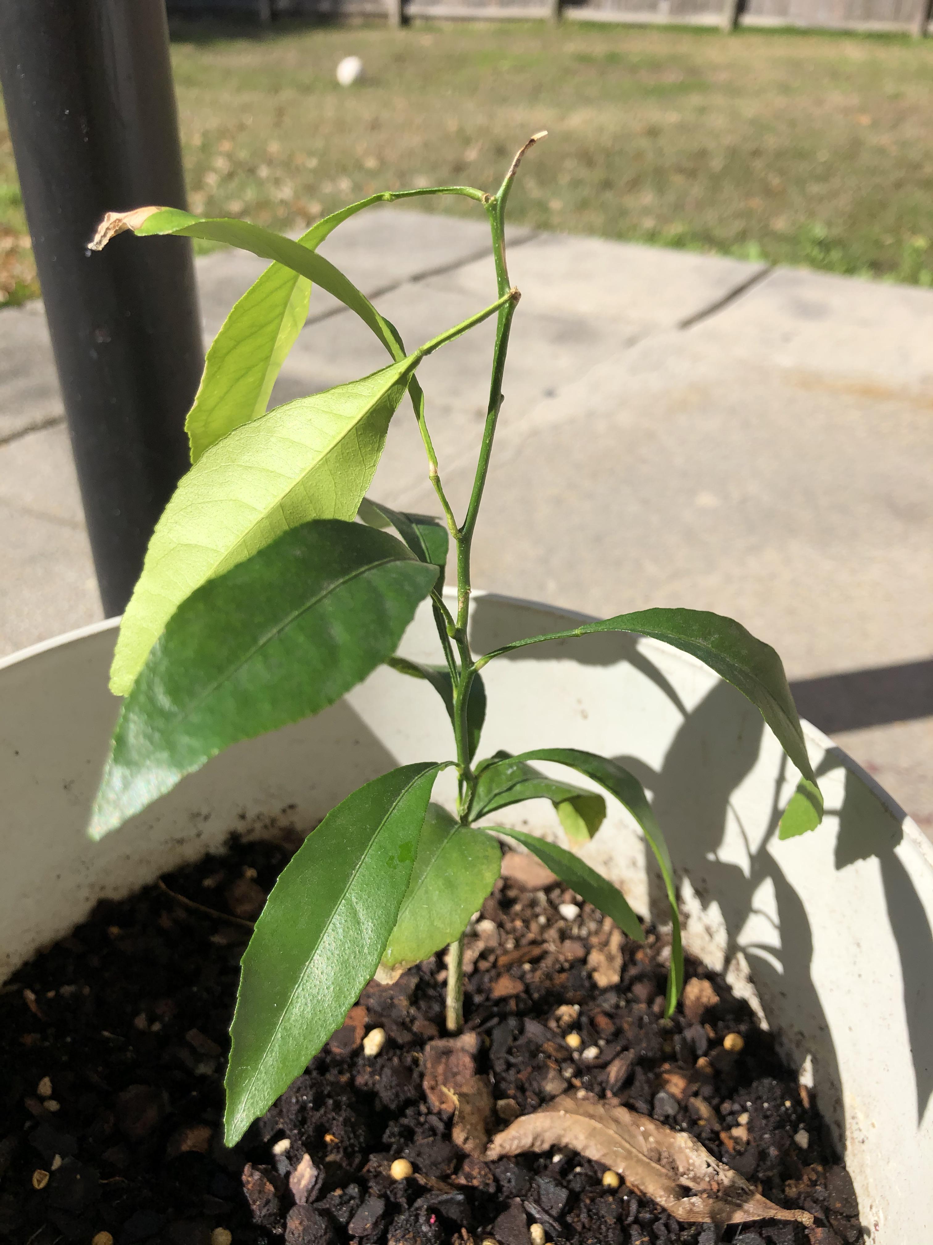 My grandmother gave me this baby orange tree. I have no idea what kind