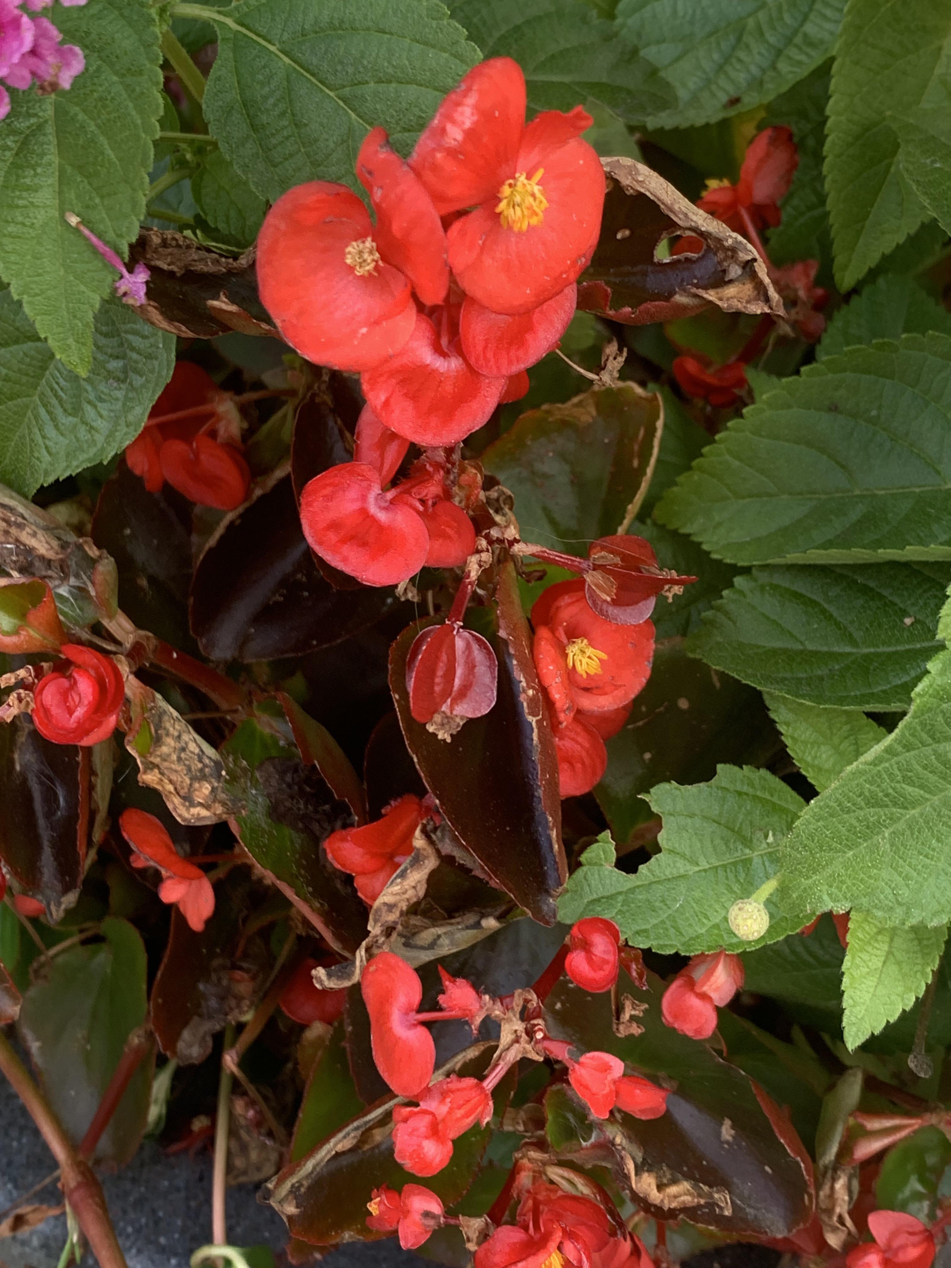 What are these red flowers? Upstate NY r/whatsthisplant