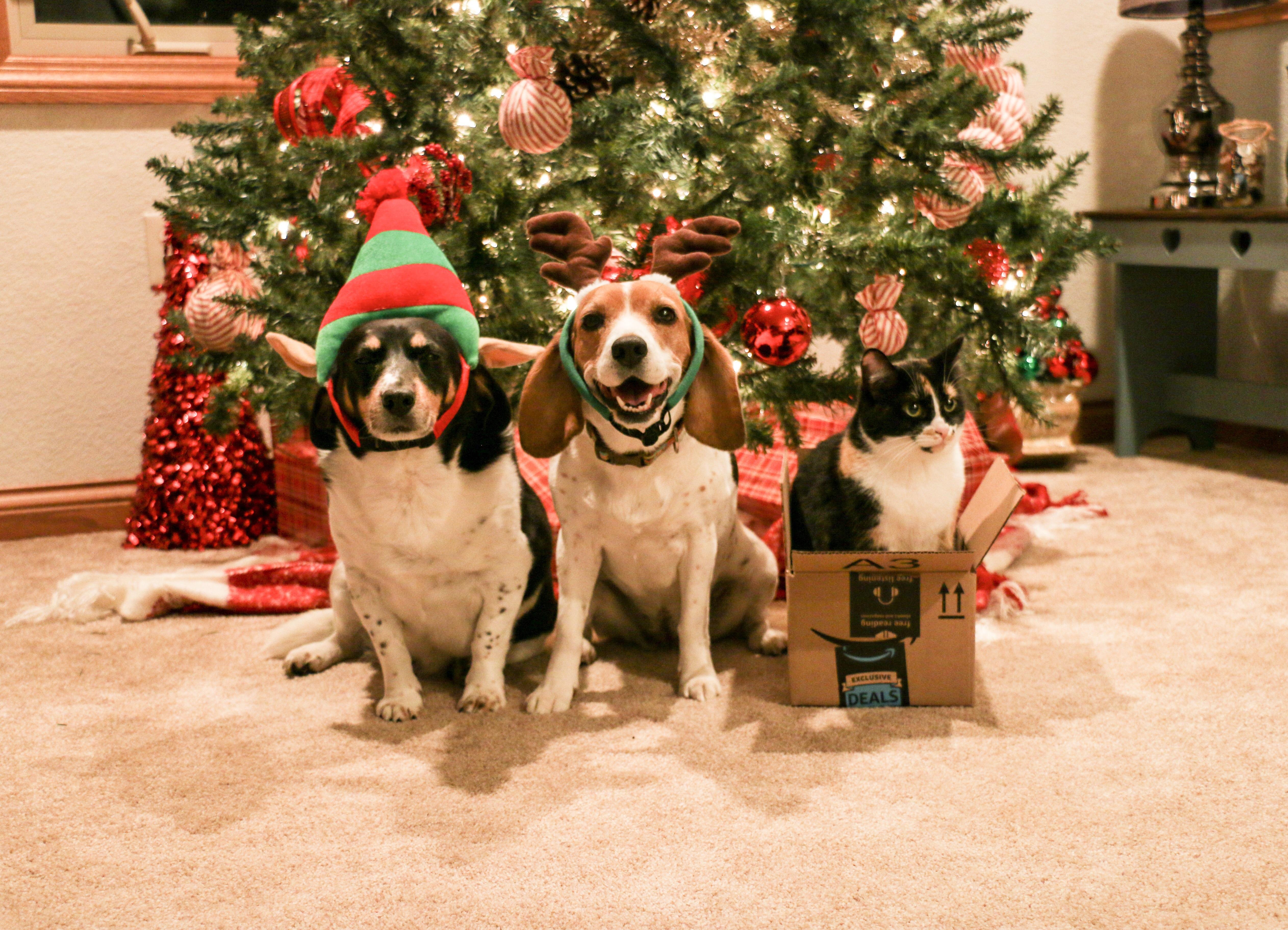 45+ Free Christmas Beagle Photos l2sanpiero