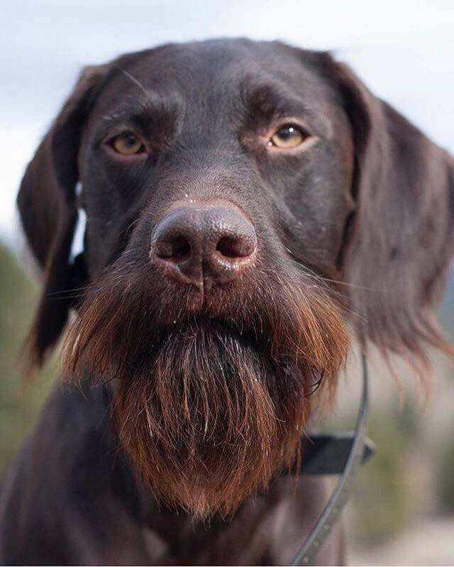 This dog has a better beard than you felix. r/PewdiepieSubmissions