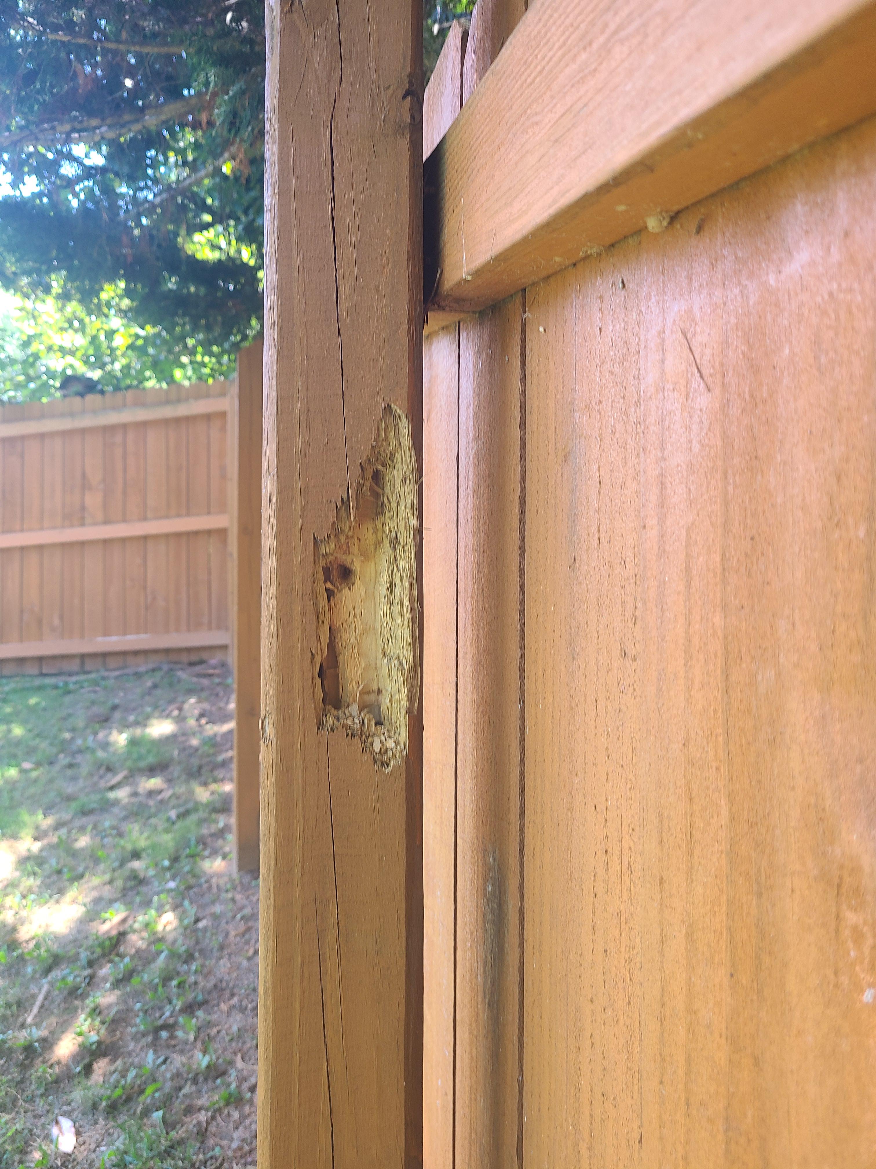 Woodpecker damage Wellthatsucks