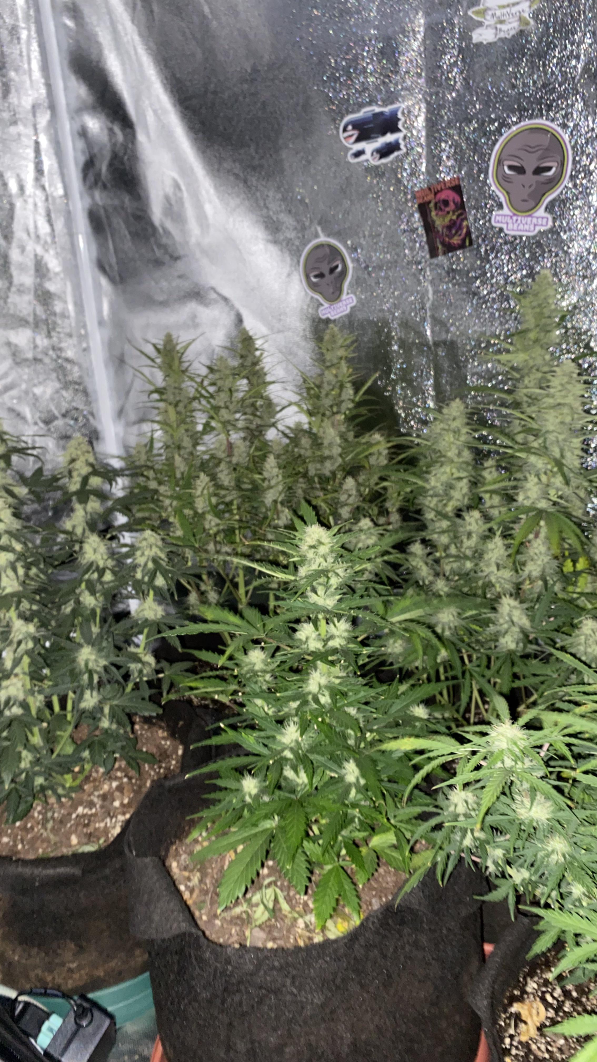 Why did my XL grow so small the little guy in the middle(crystal candy