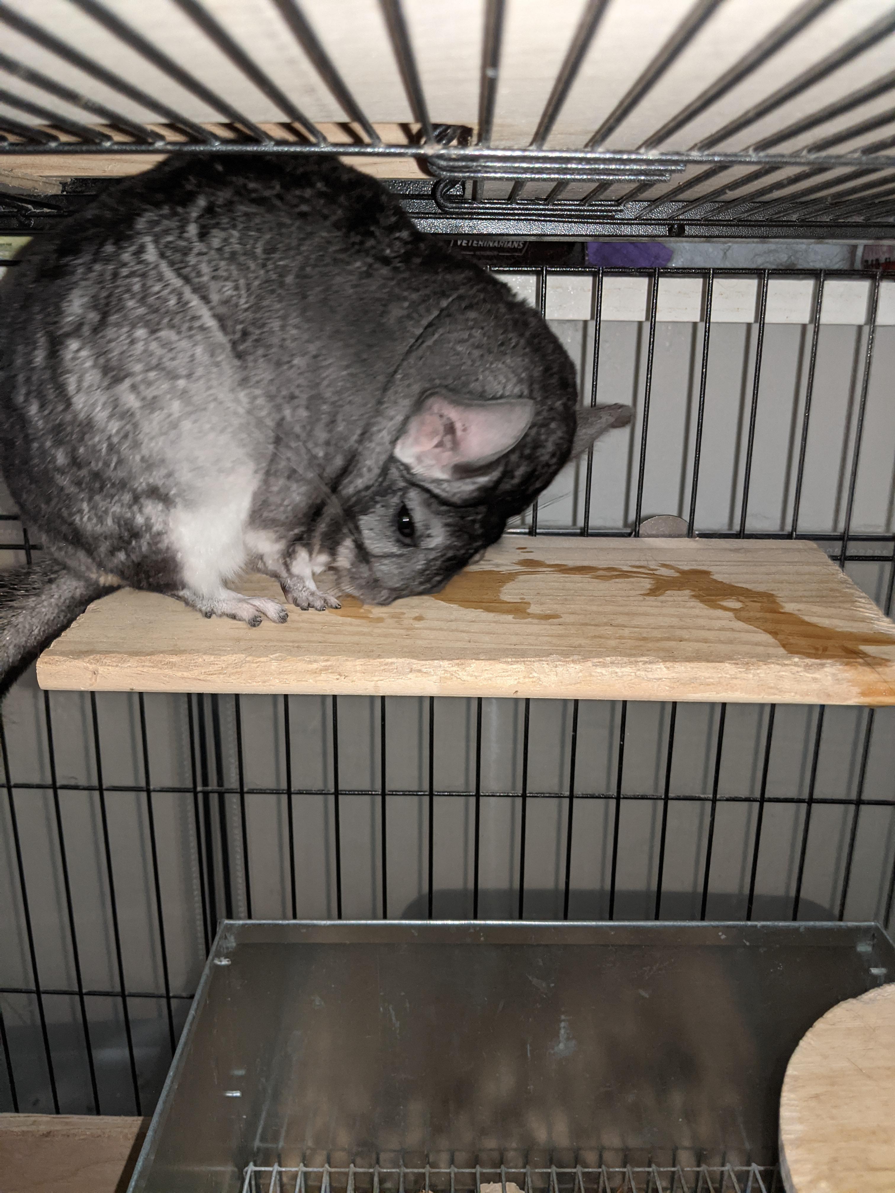 I don't know what is happening with my chinchilla? She was discharging