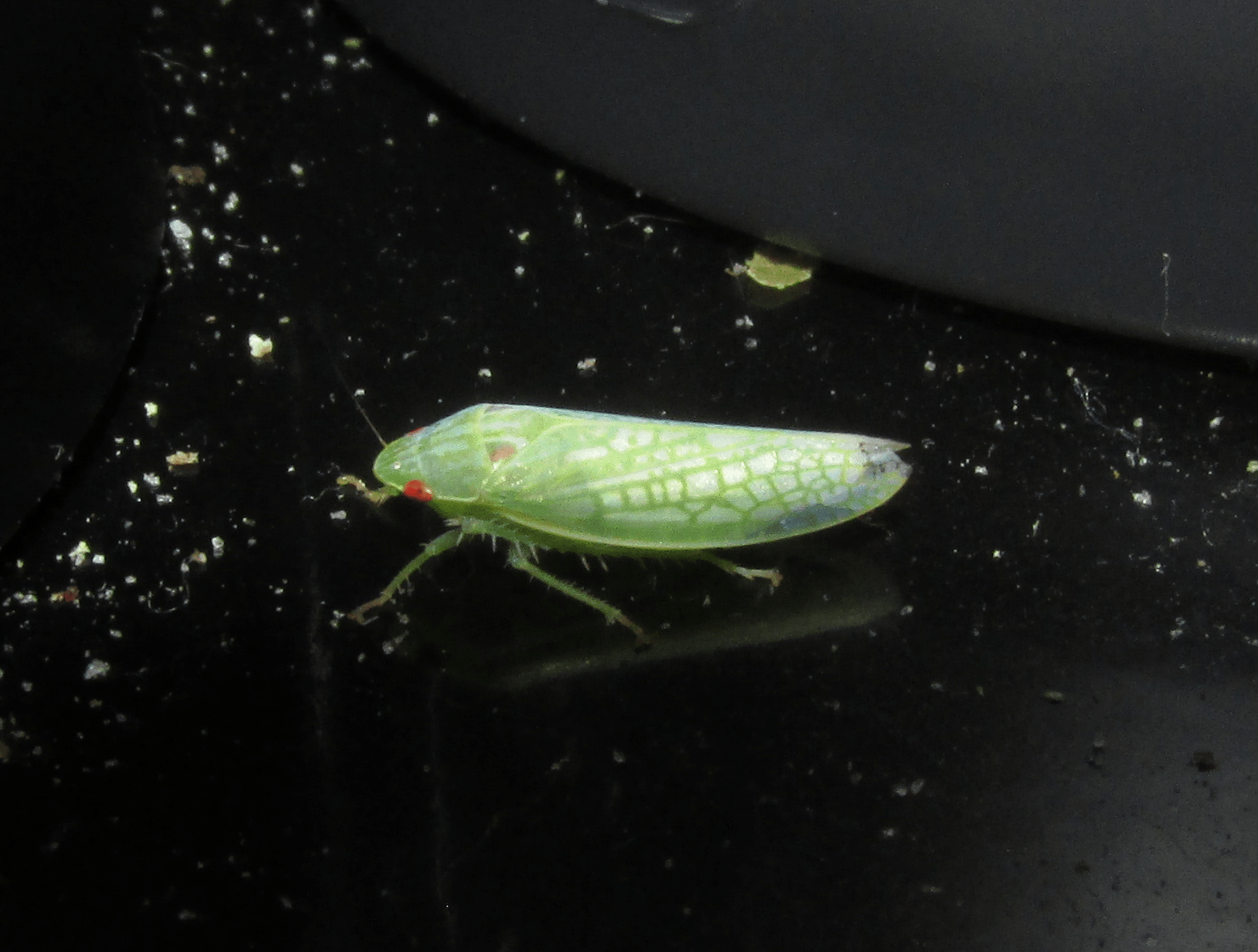 [Central OH] Spotted this green bug with red eyes about half an inch