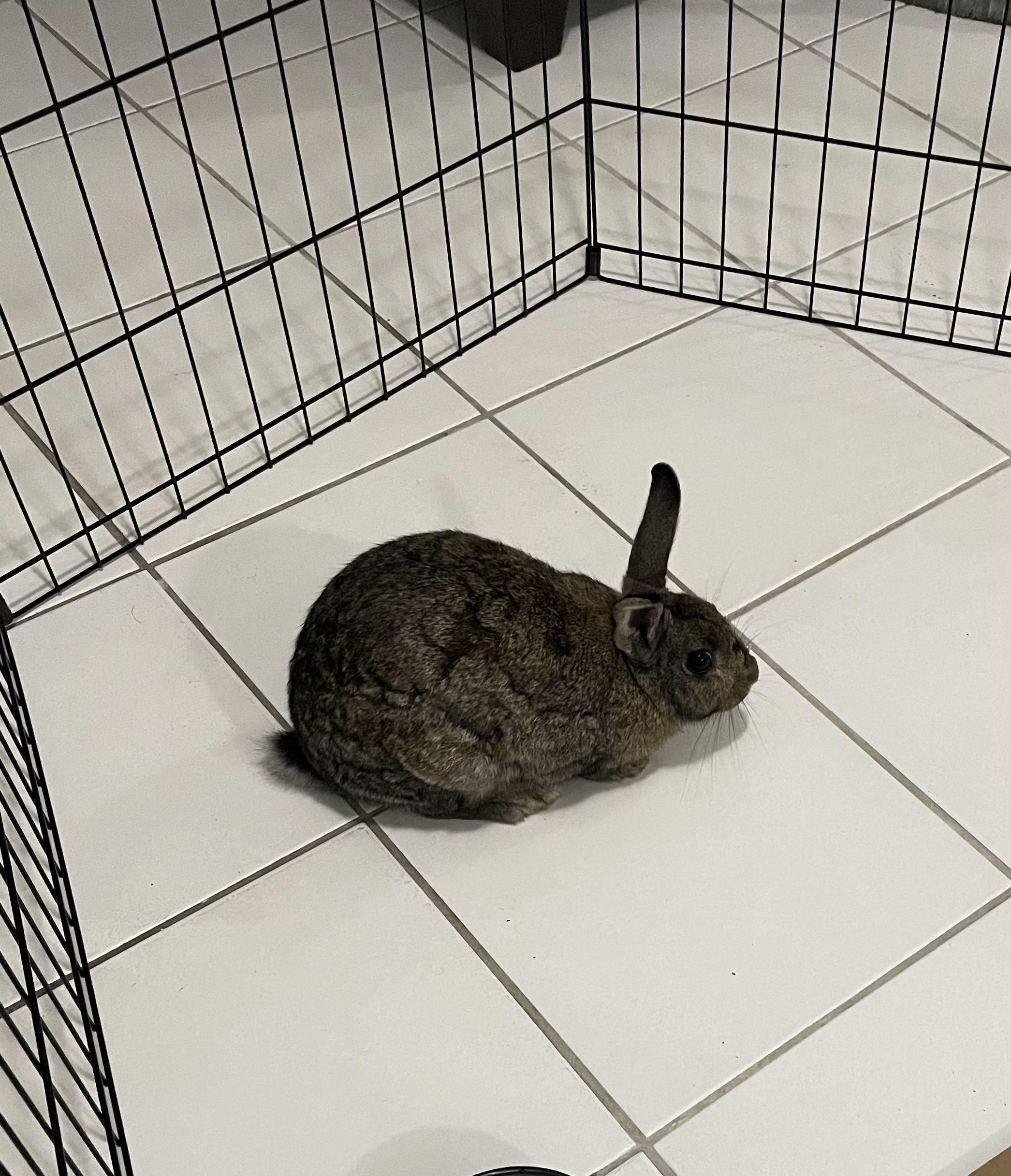 Does anyone in South FL know where I can take a rescued rabbit? r/Rabbits