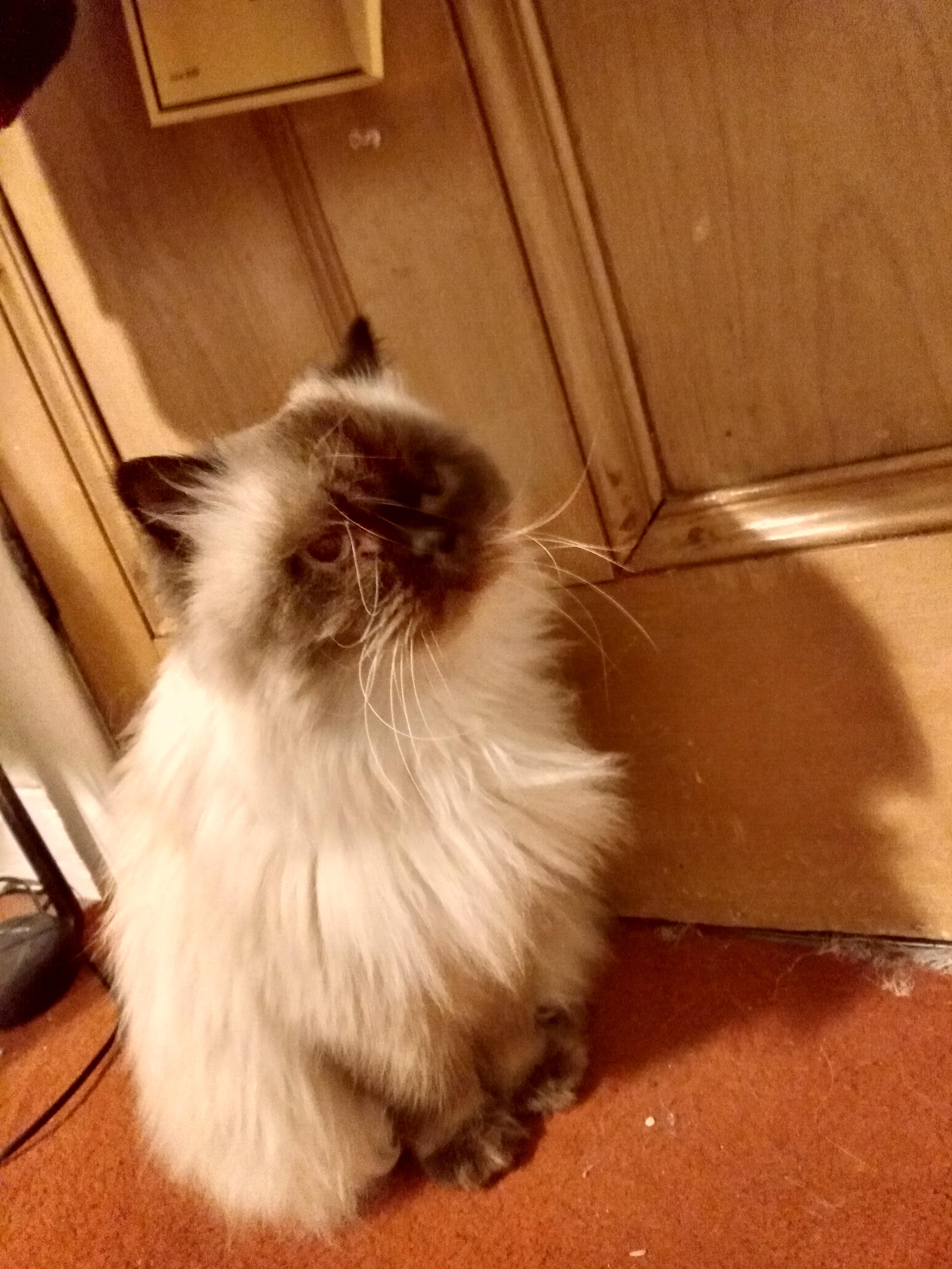 My 11 year old cat r/aww