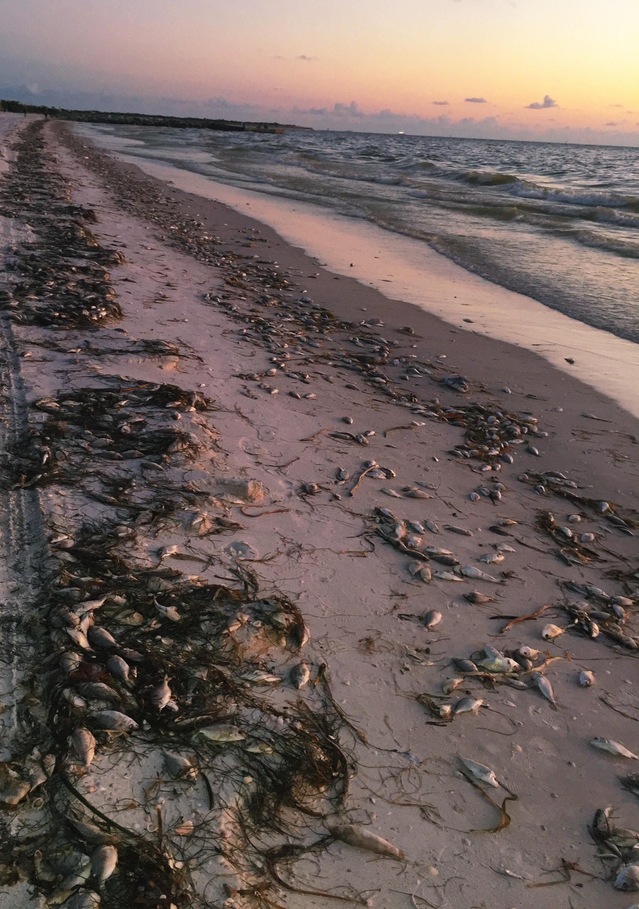Sunset at a beach plagued by red tide (St. Pete, FL) morbidlybeautiful
