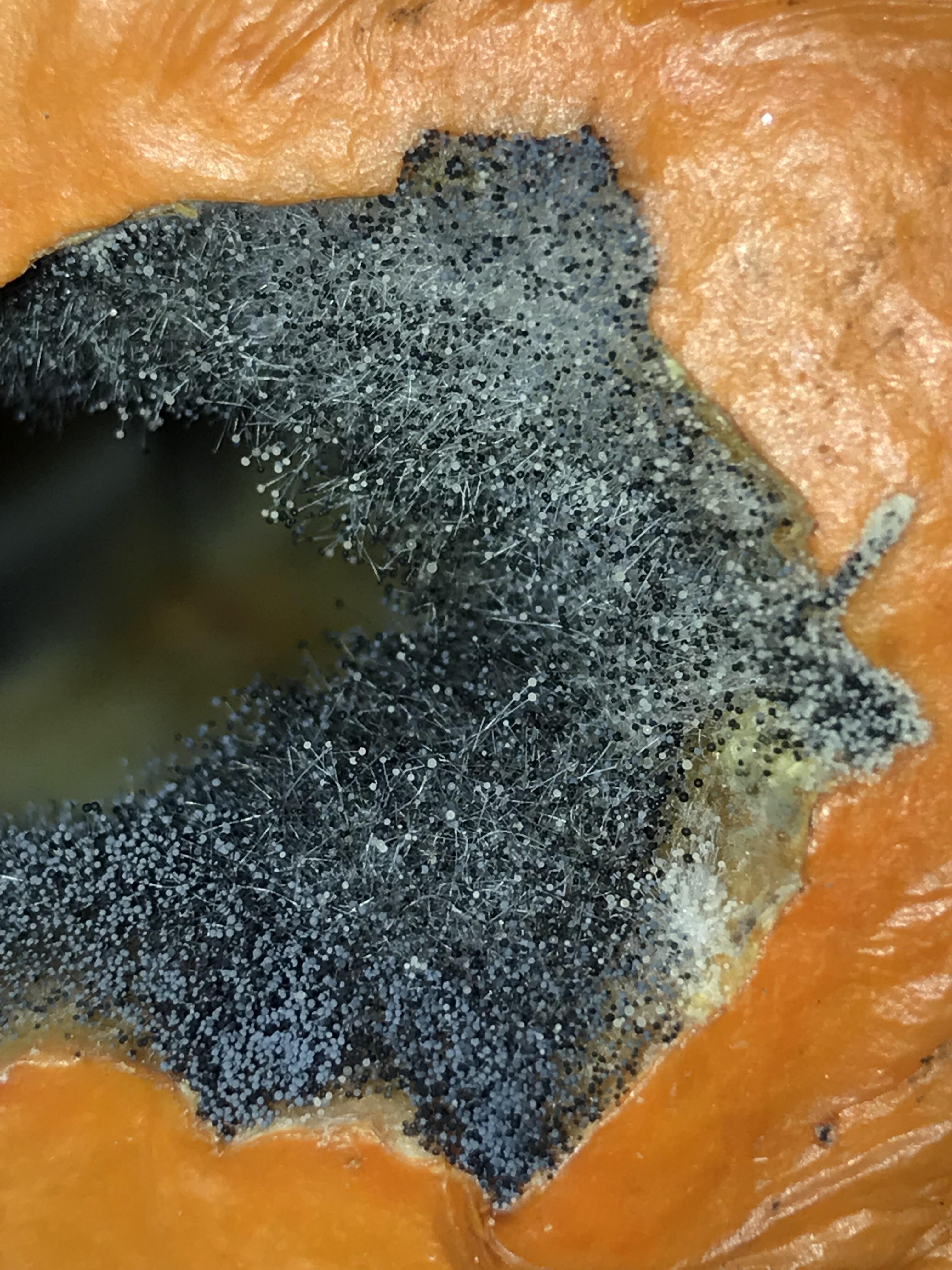 Pumpkin mold r/mycology