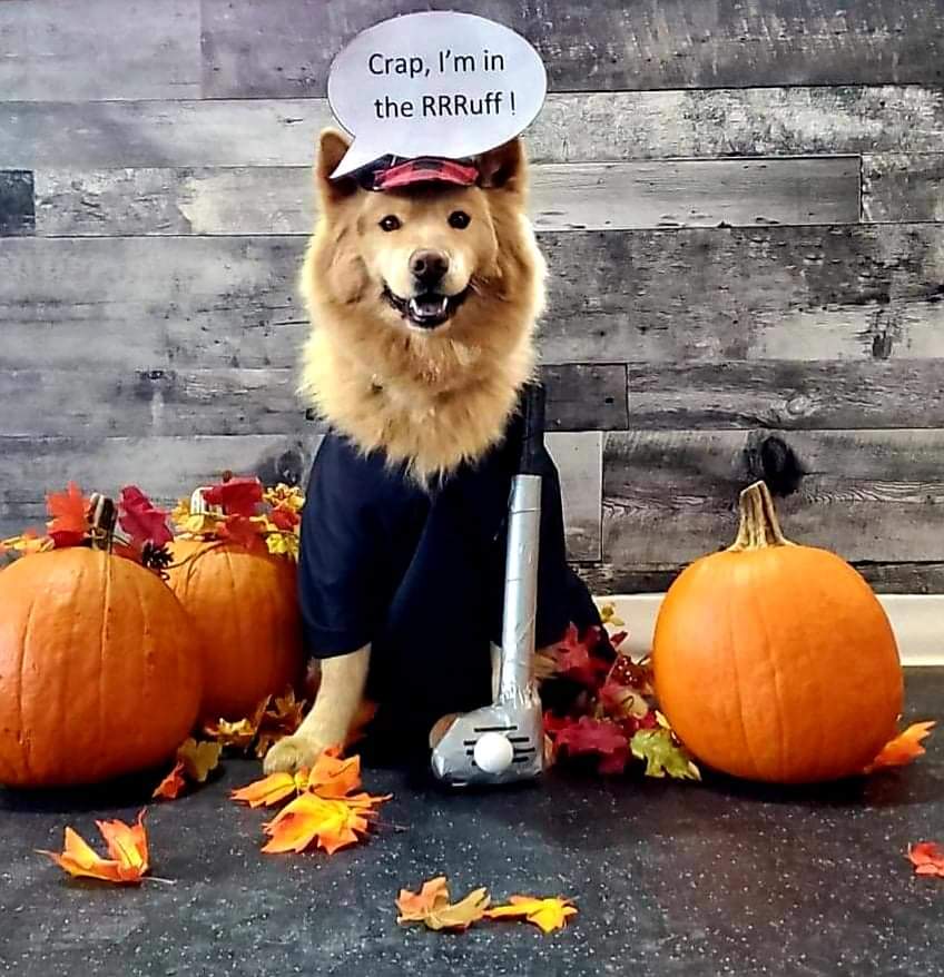 Gf let me dress the dog up as a golfer for his Doggy Day Care costume
