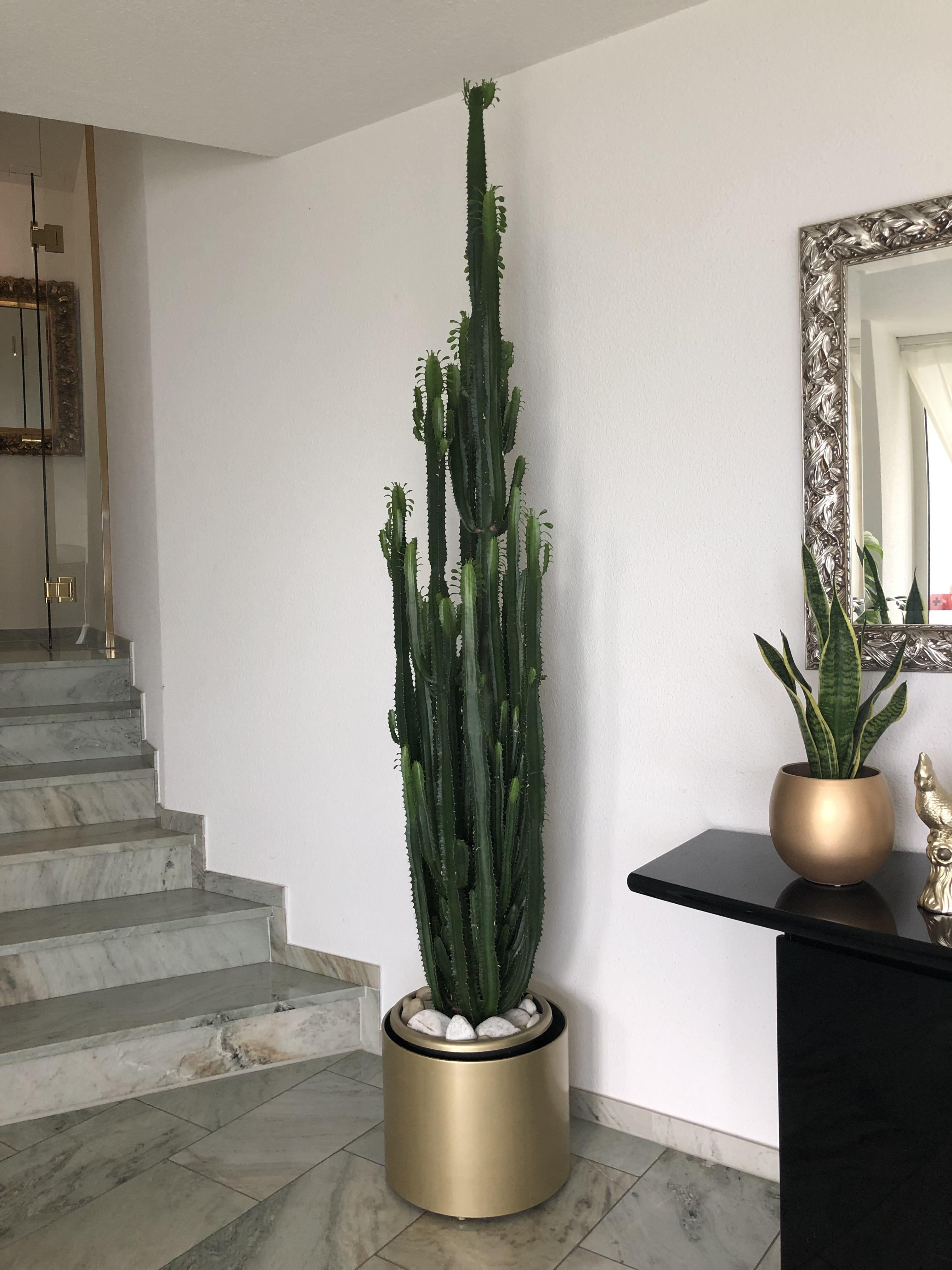 2m high Euphorbia trigona r/plants
