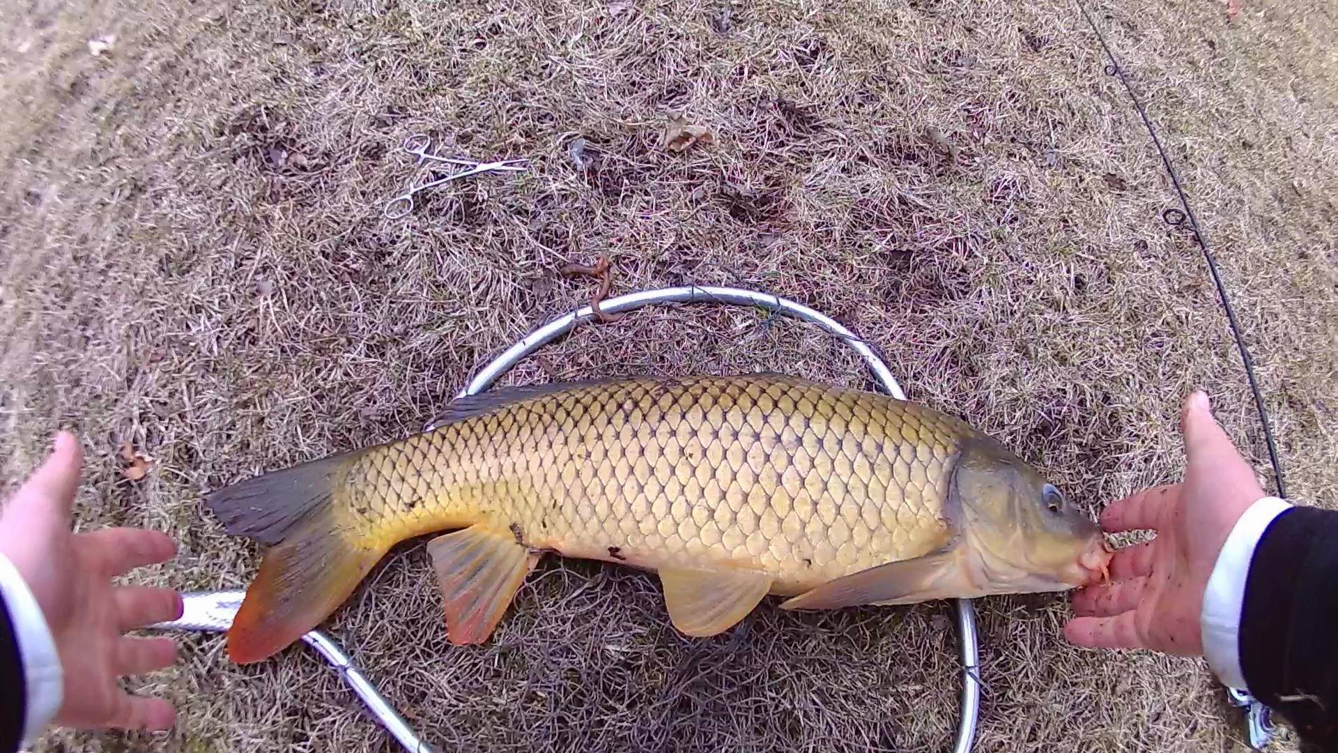 Beautiful Wisconsin Carp on 6lb line. r/Fishing