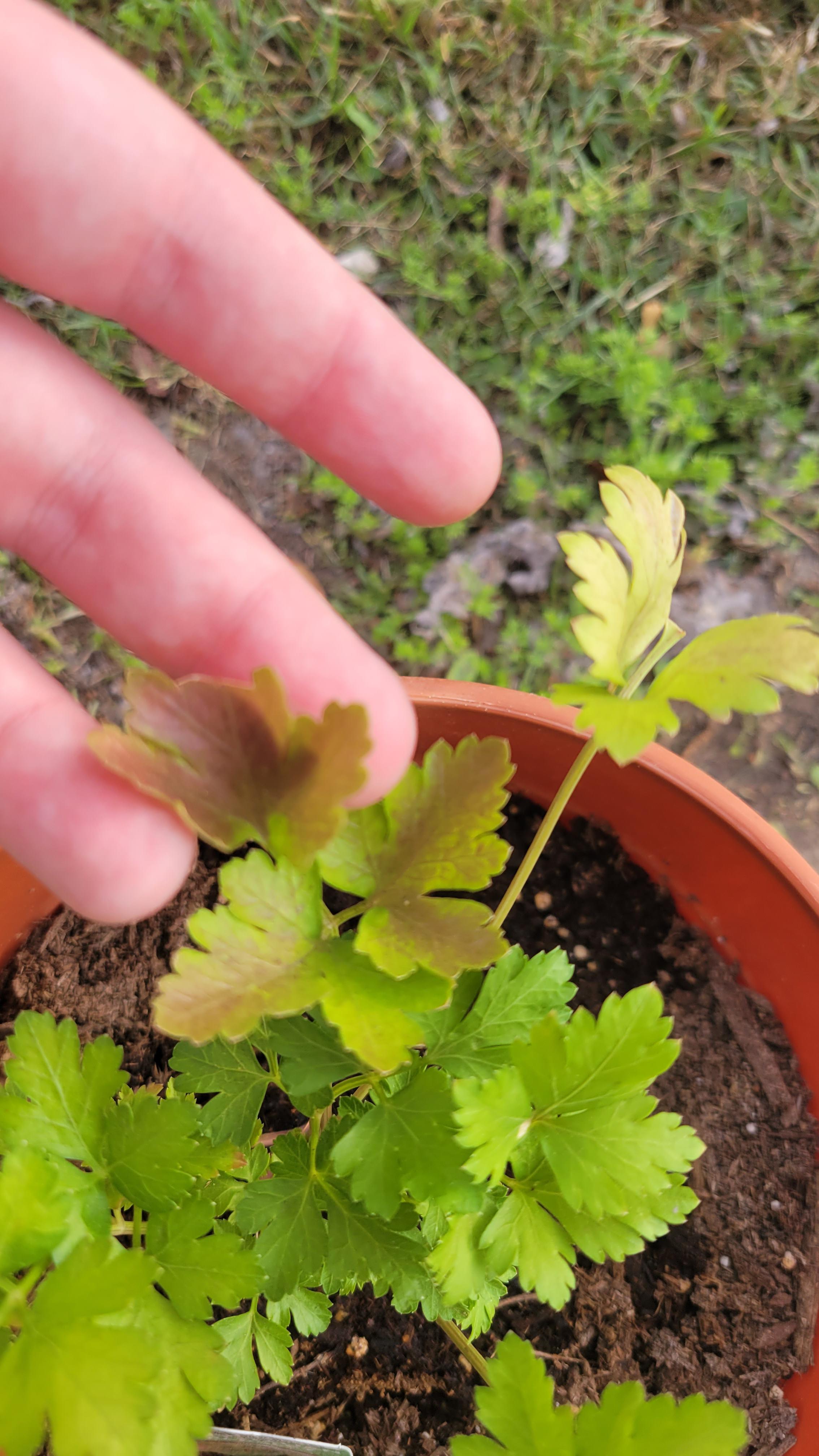 I have no idea what this is but it's killing my parsley plant r/gardening