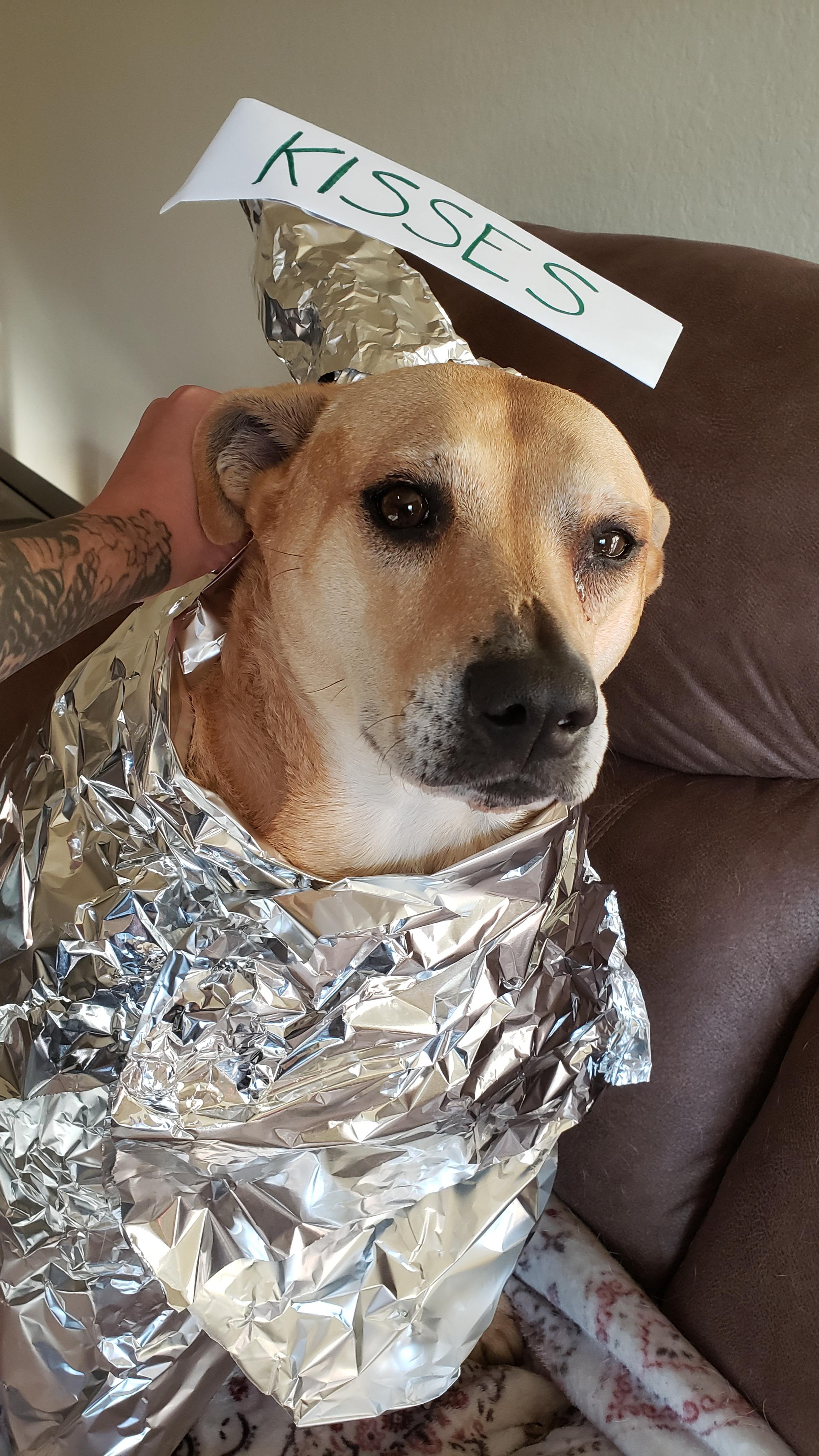 My neighbors and i had a holiday theme costume contest theme sweets... my dog showed up as a