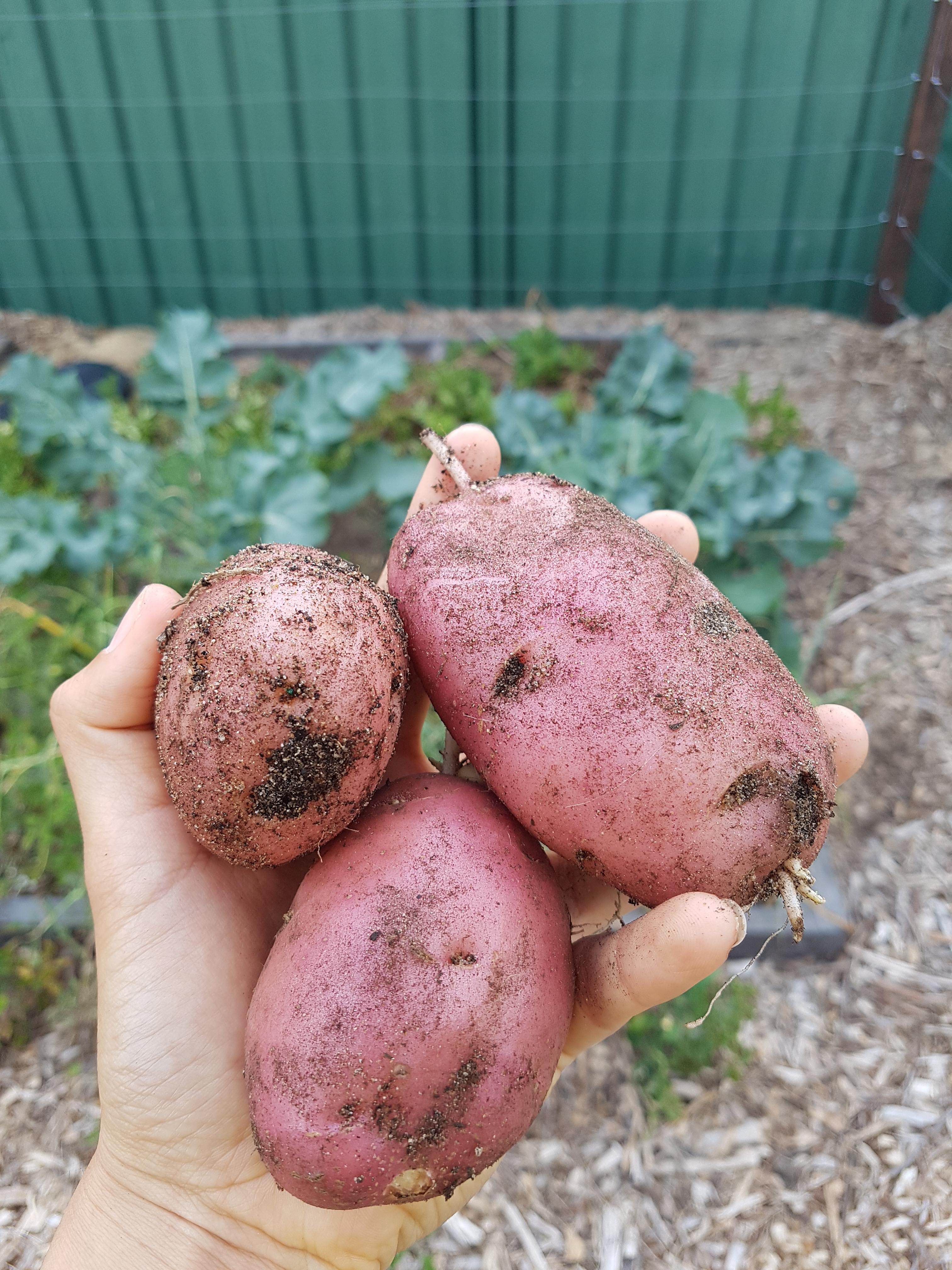 Some of my first successful potato crop! r/gardening