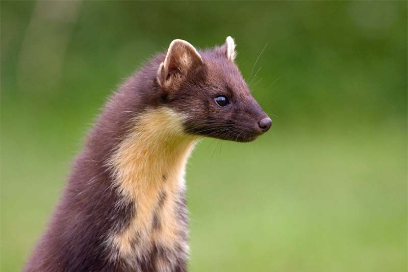 69 best r/mustelids images on Pholder Who did I find in NE Pennsylvania