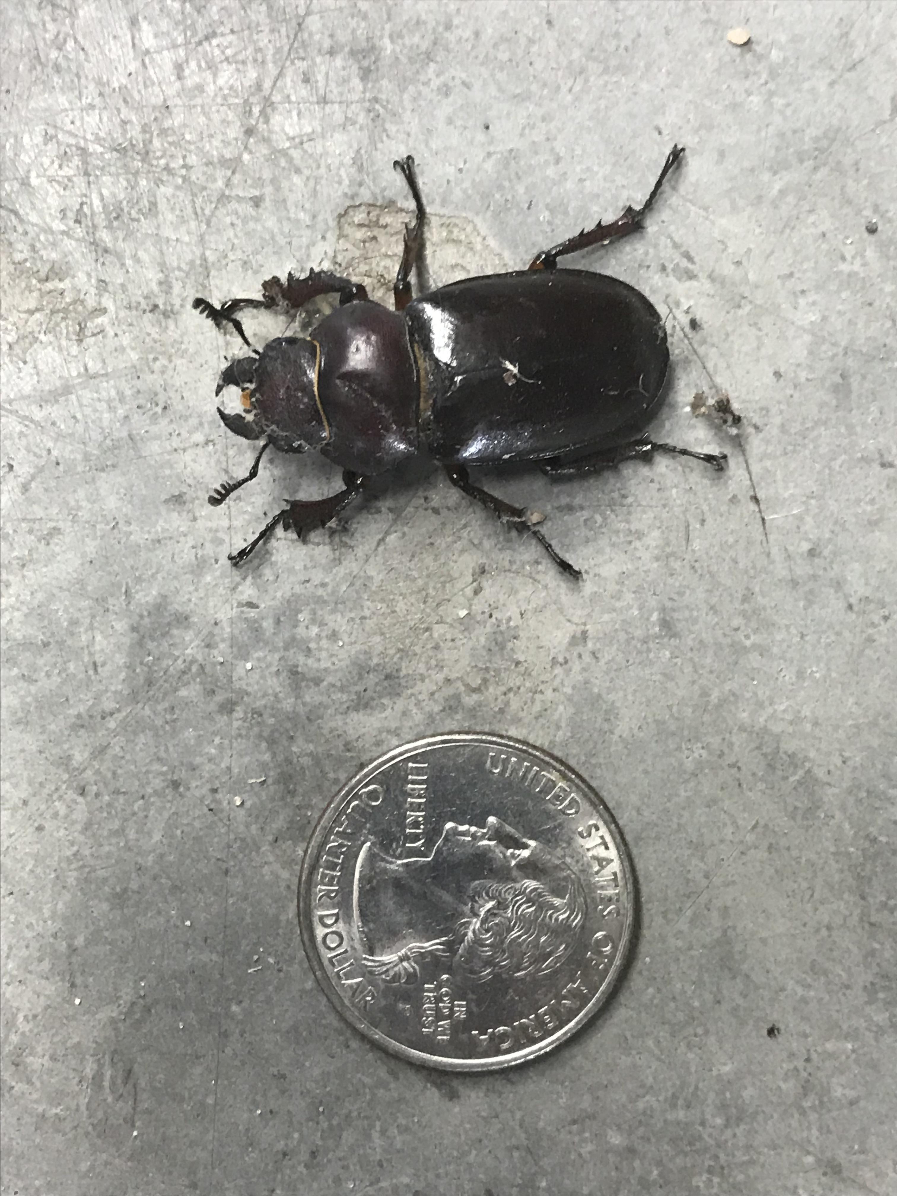 Anyone know what type of beetle this is? Found in Western PA. r/Beetles
