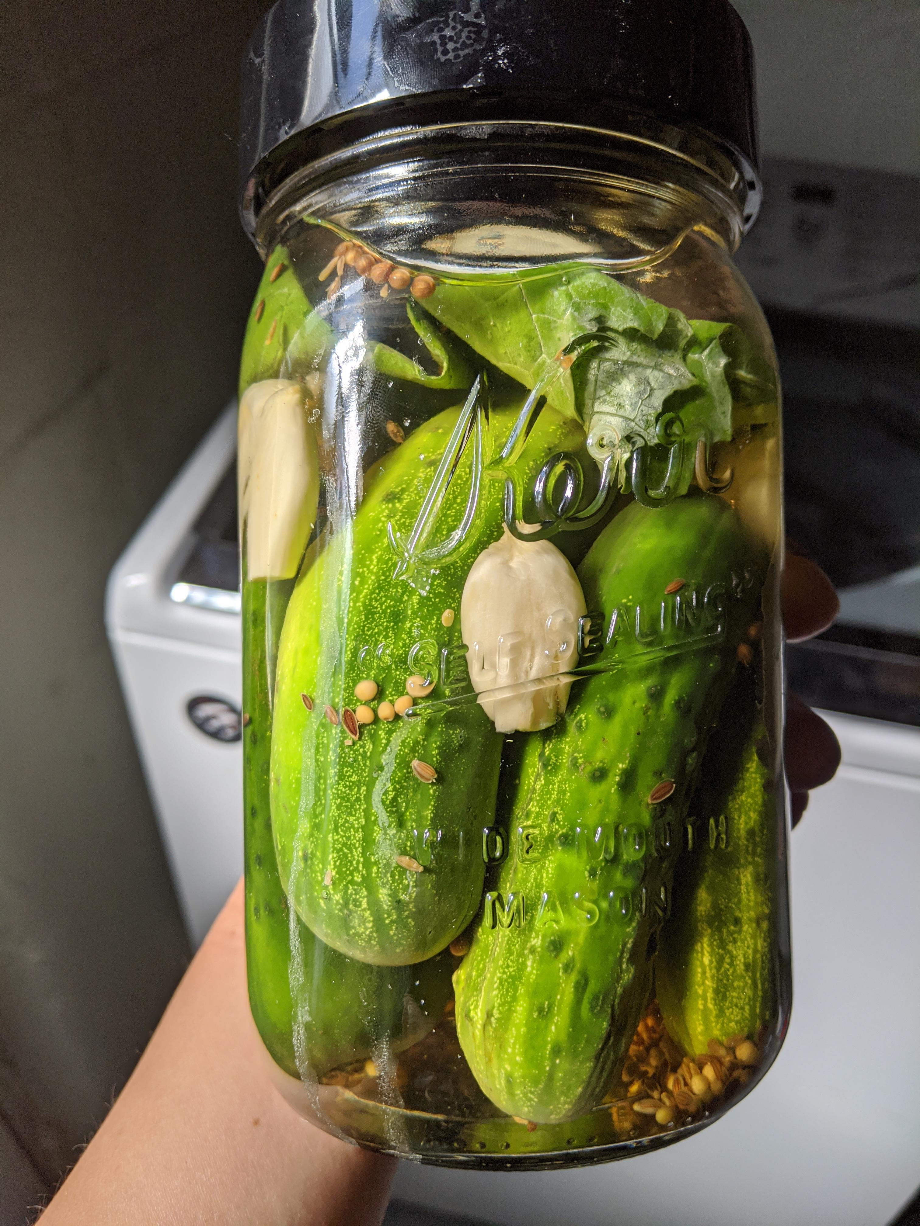 Trying "NY DeliStyle" cukes for the first time. fermentation