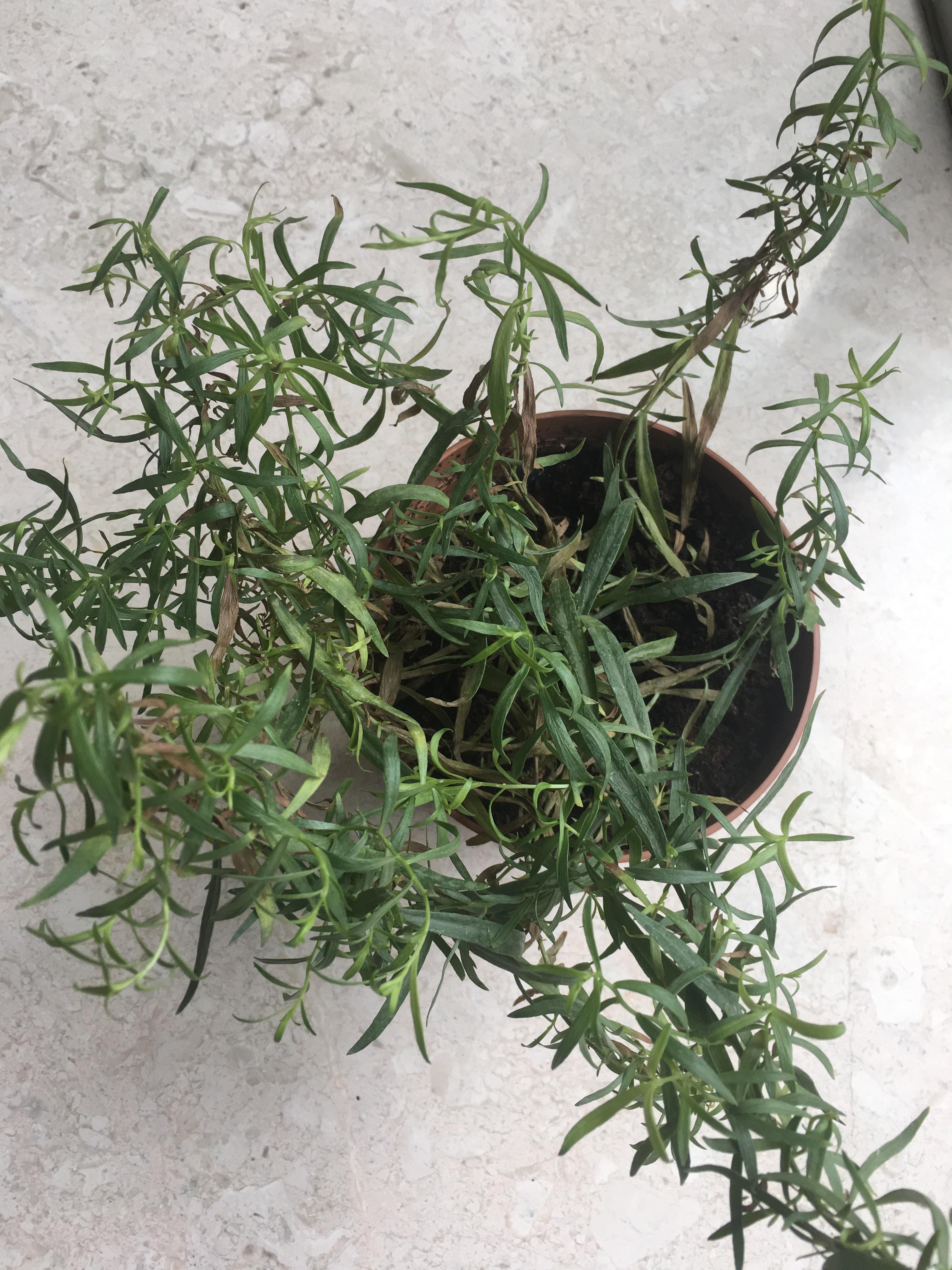 This tarragon was doing well and is suddenly drying up even though the