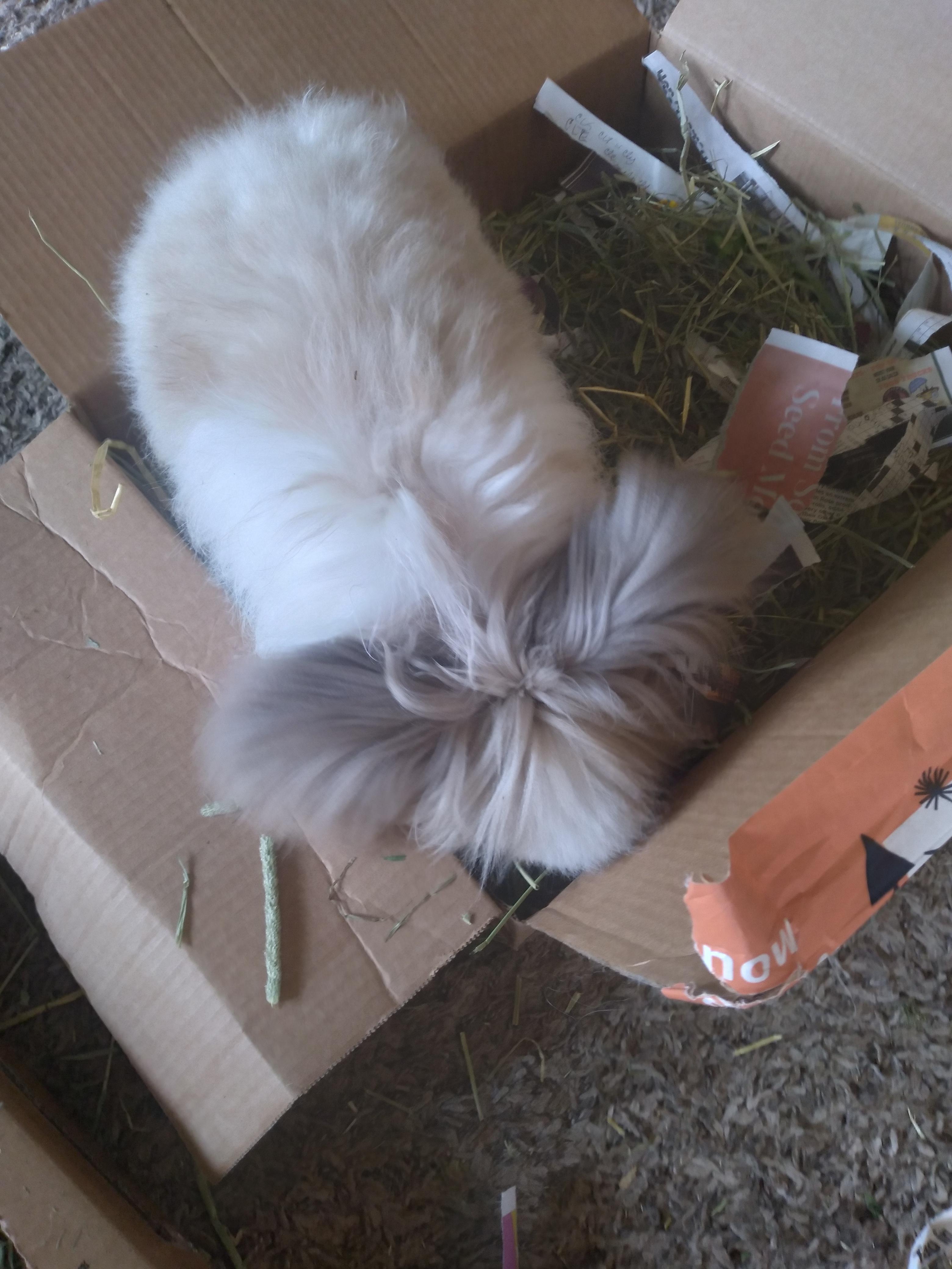 Foraging boxes are probably the best thing I've done for our rabbits