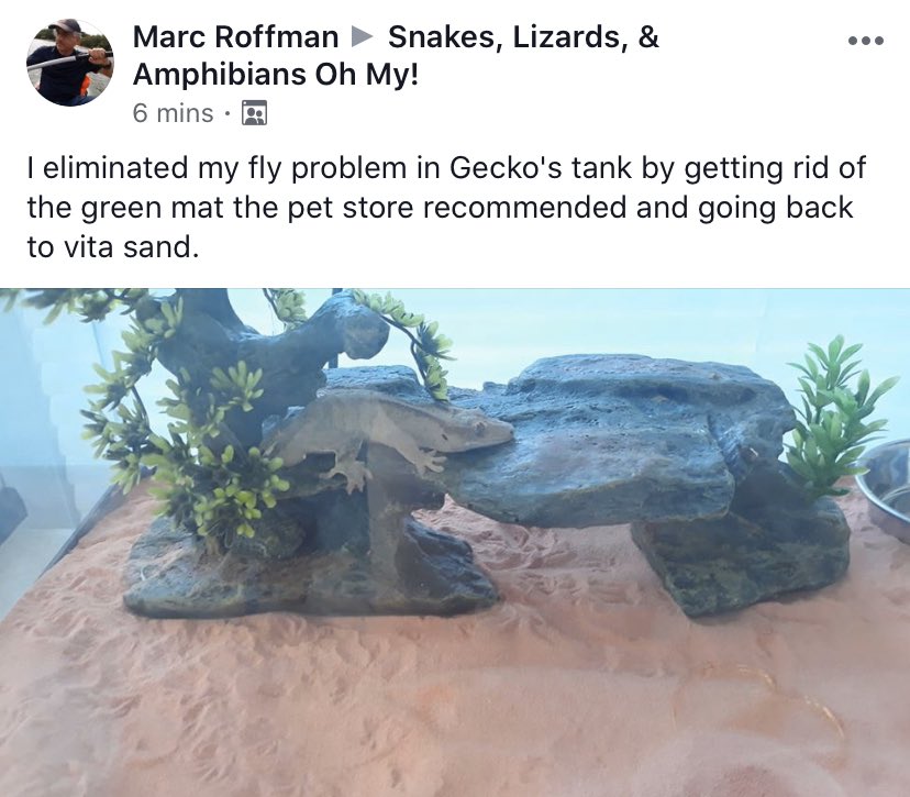 Crested geckos are ARBORIAL (vertical tanks are a must), Not found on