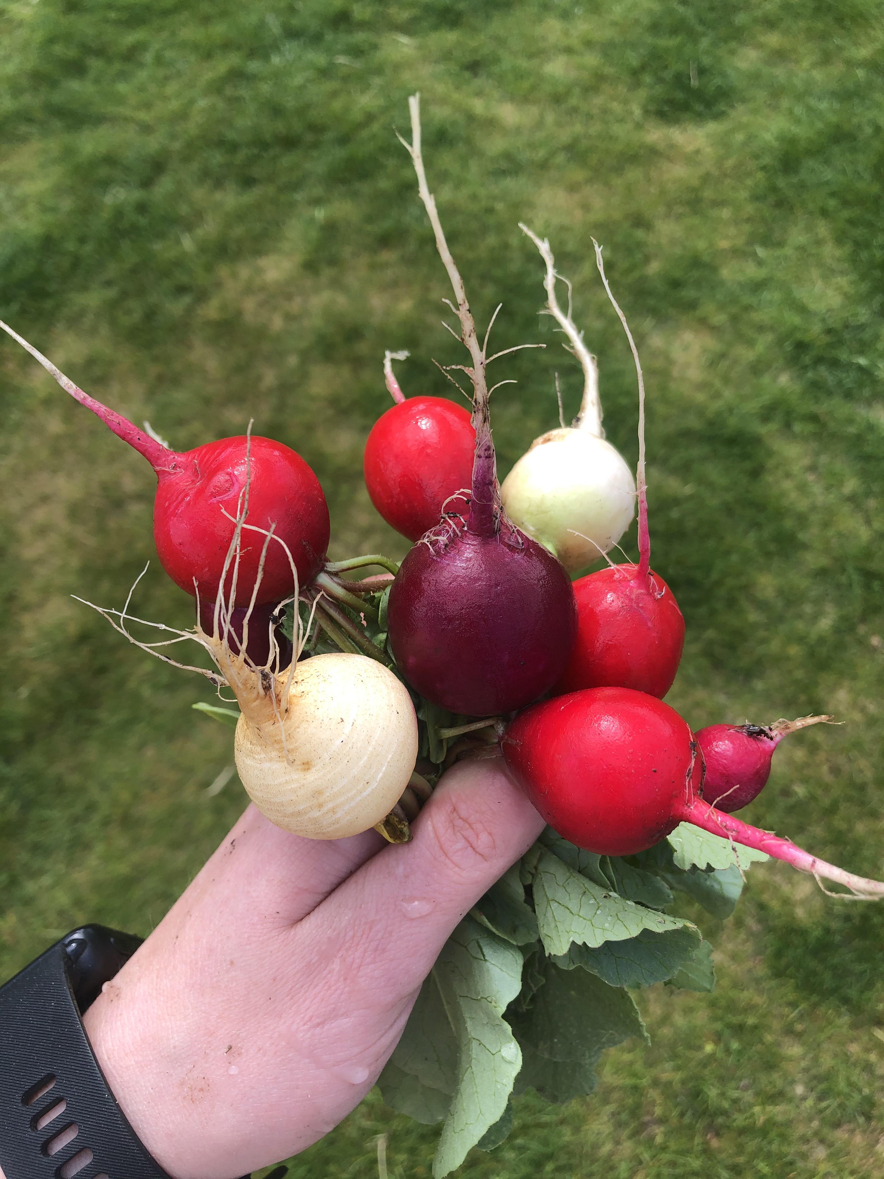 Radishes. Easy to grow but beautiful r/gardening