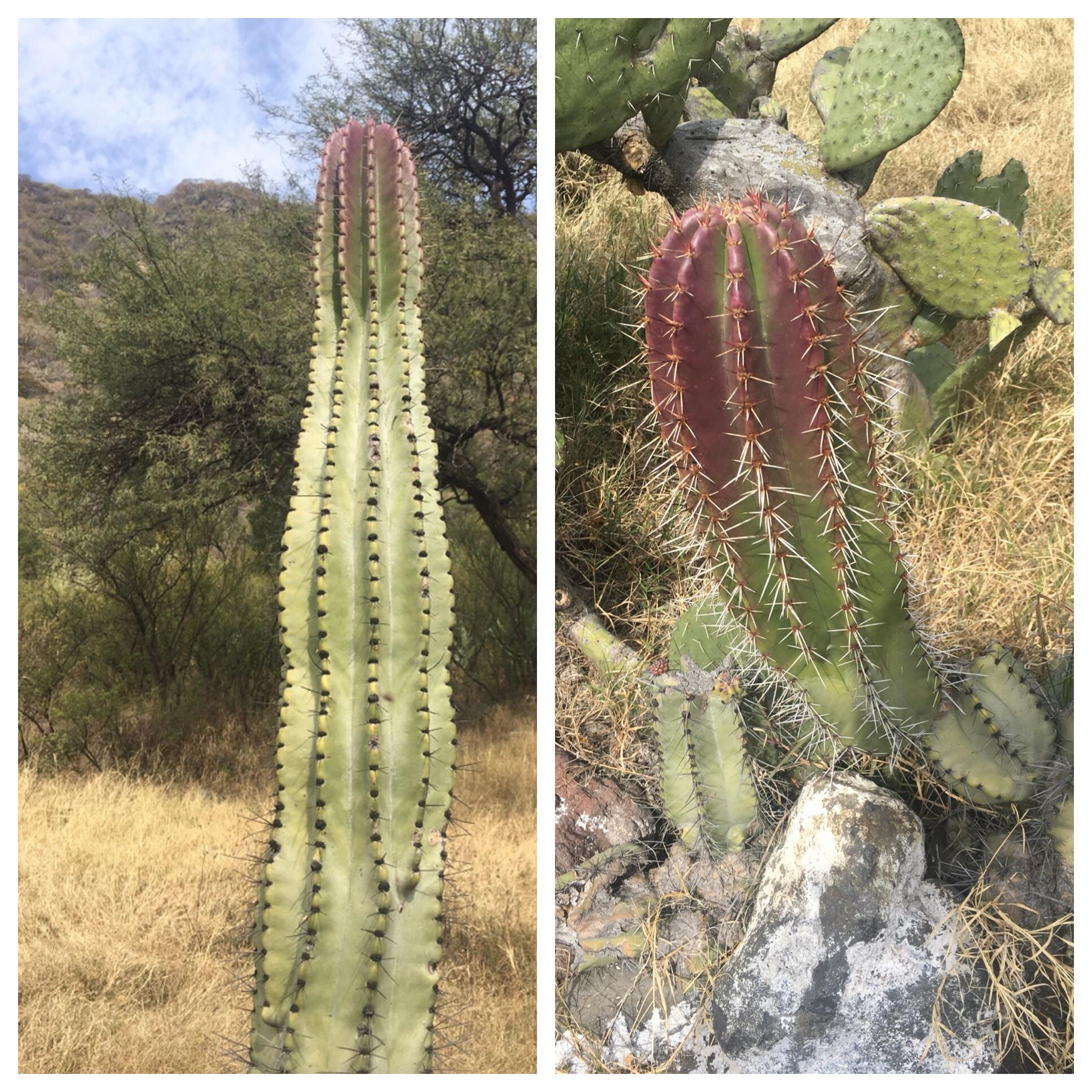 Can someone help ID these two cacti? There’s lot of them in central