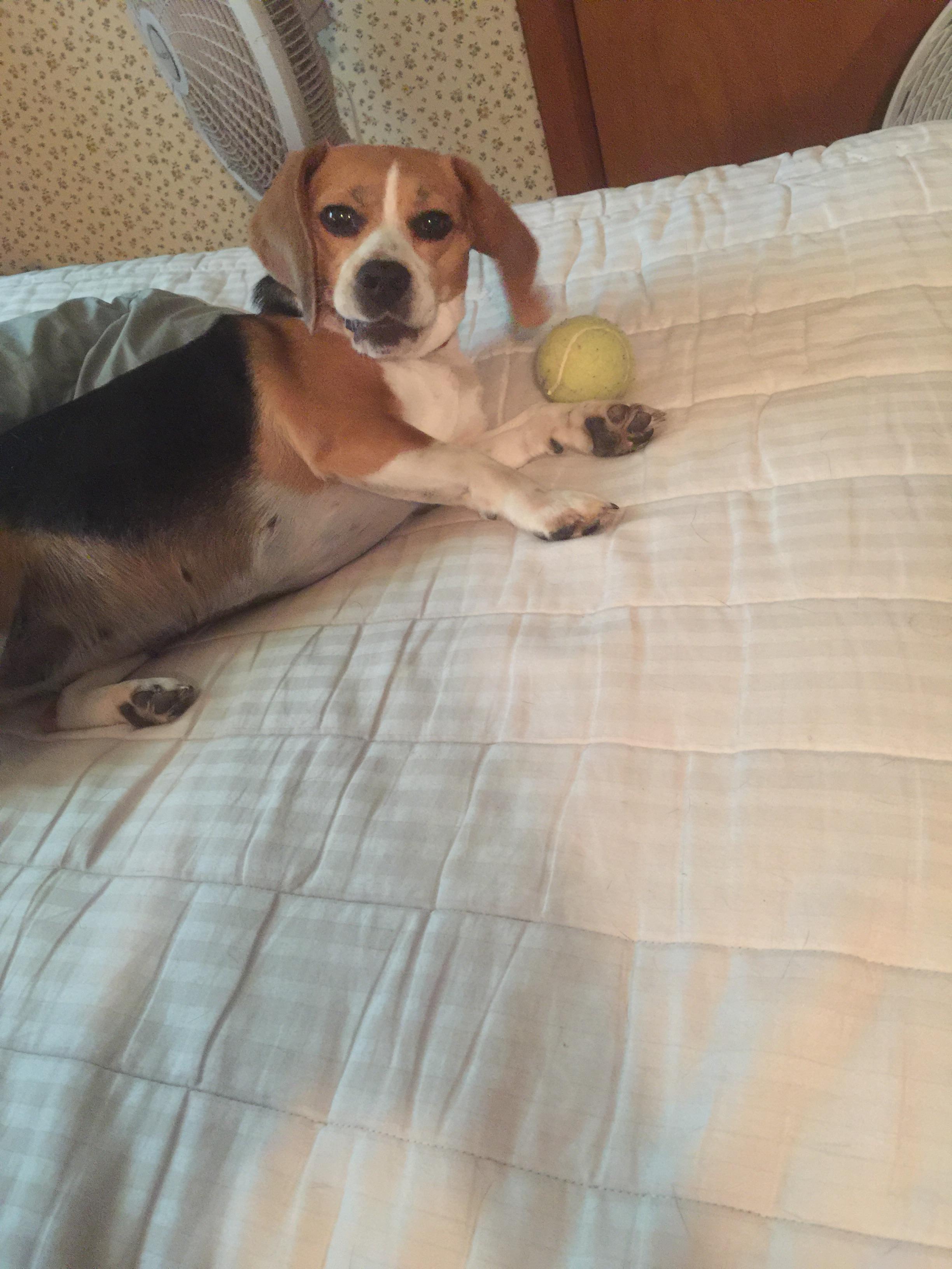 8346 best r/beagle images on Pholder We had Artie for about 6 months