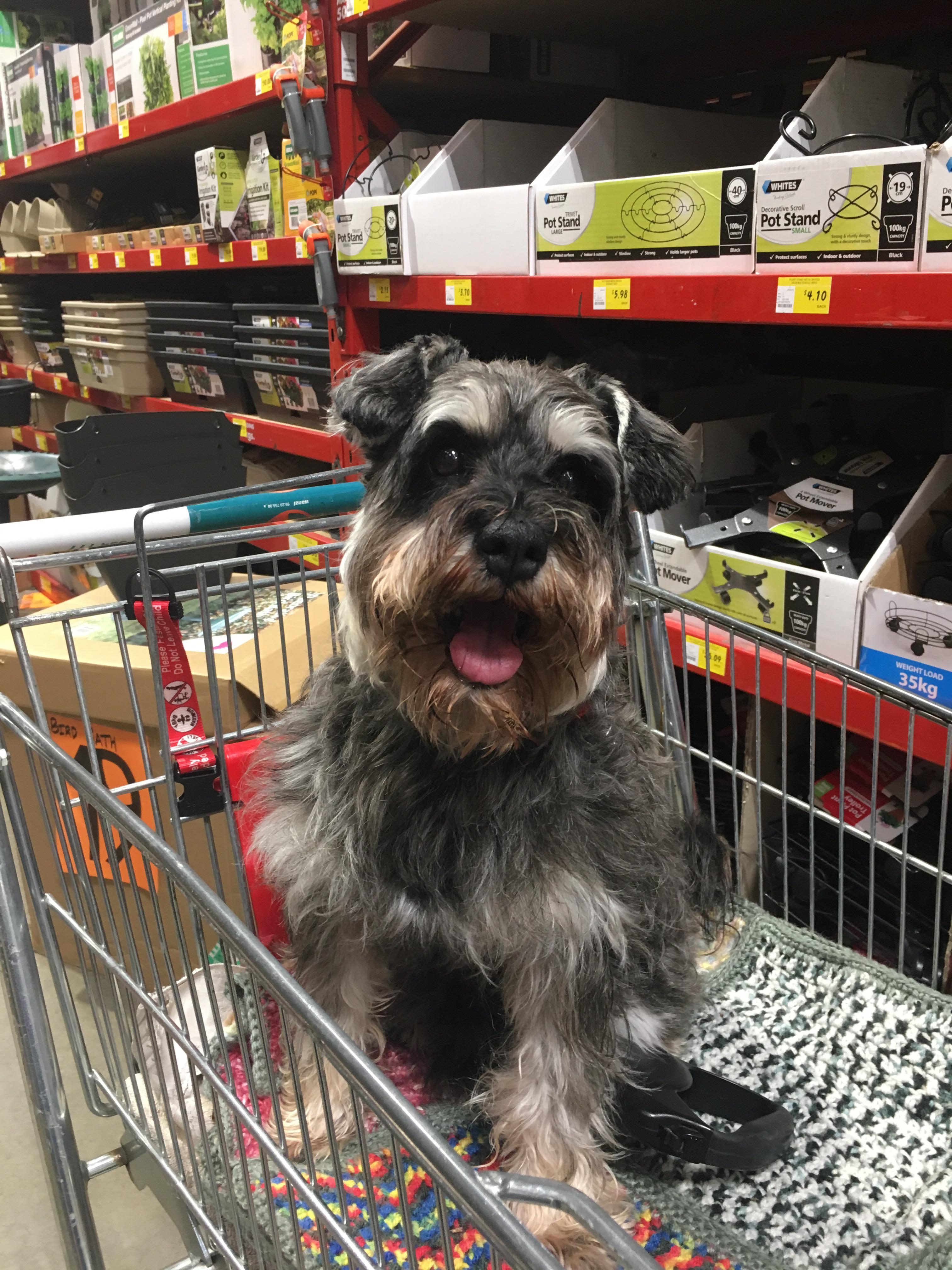 Someone’s happy to be at Bunnings again! melbourne