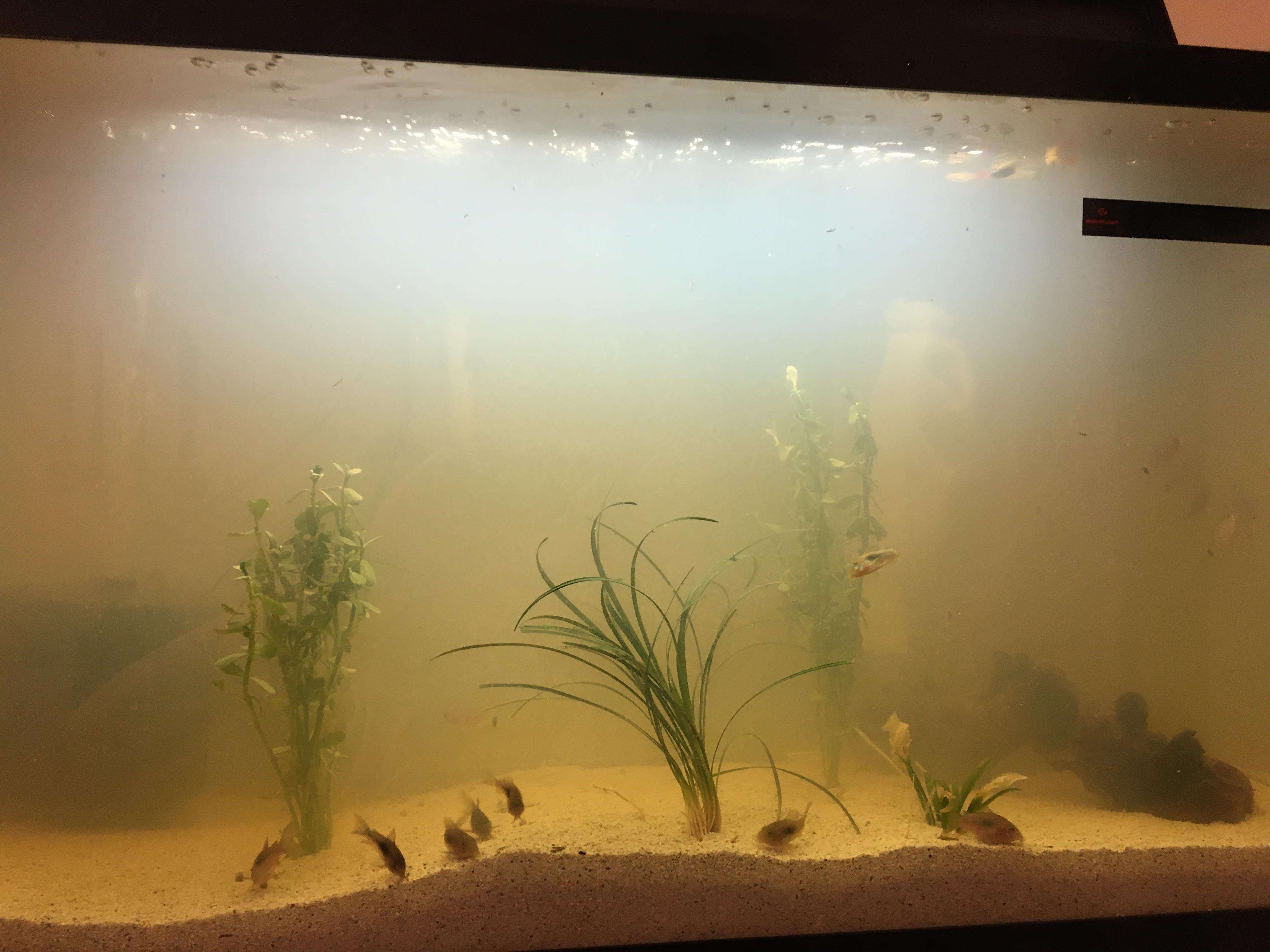 Stage 3 of the planted aquarium. Fake plants removed, then added real