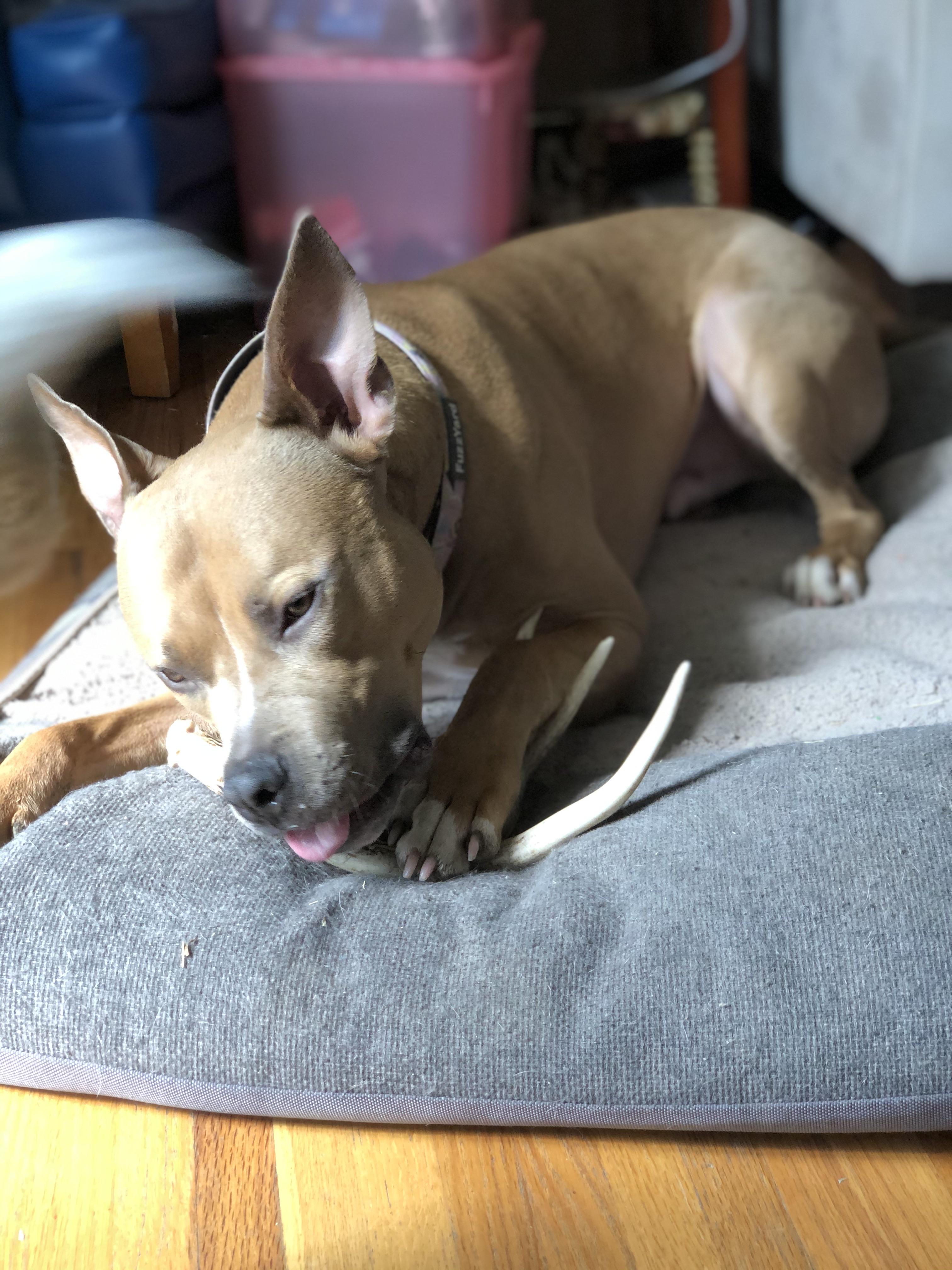 Apollo loves chewing antlers, one of the few chews he won’t destroy r