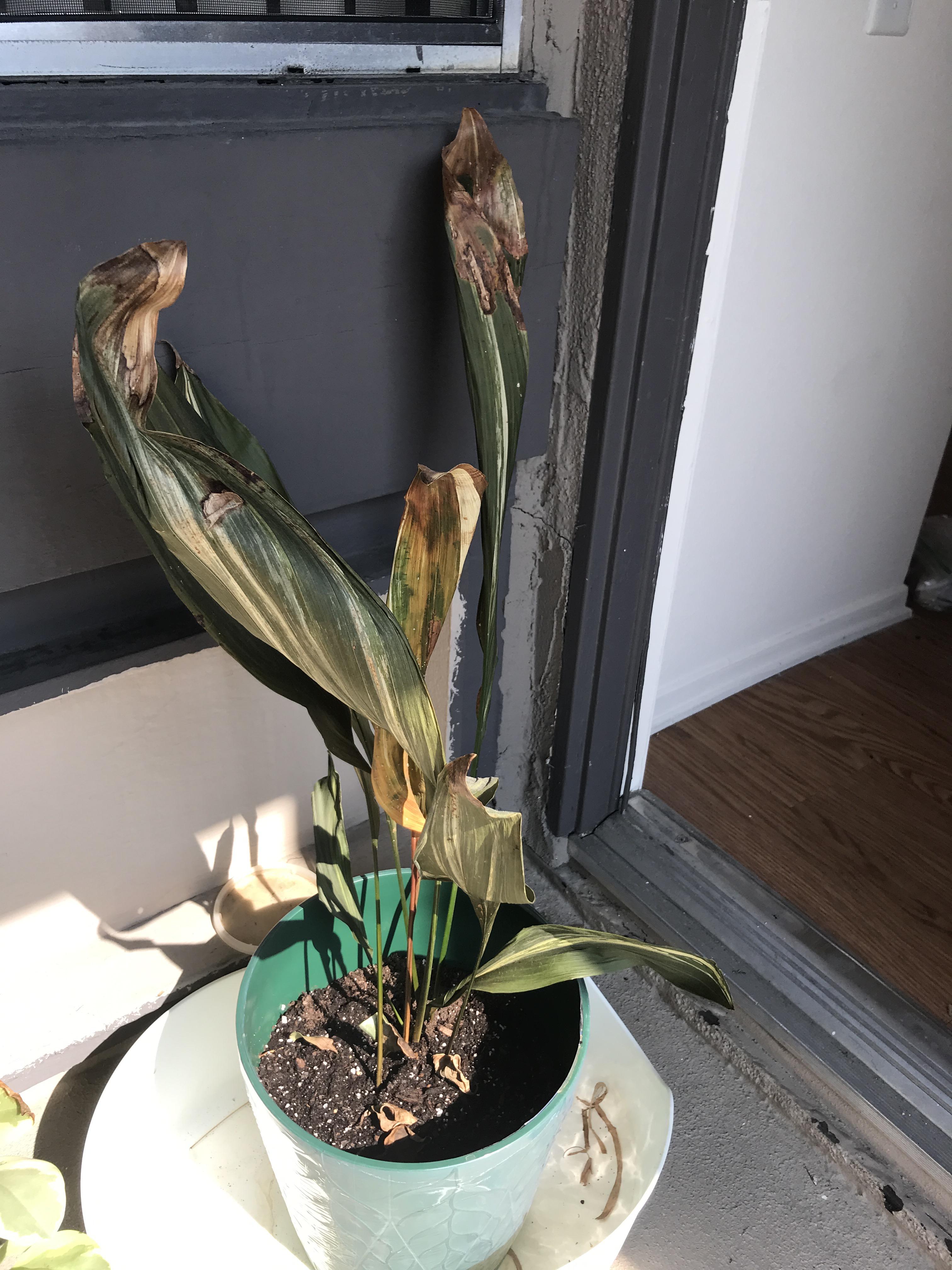 Cast iron plants toasted after transport. Any hope? r/plantclinic