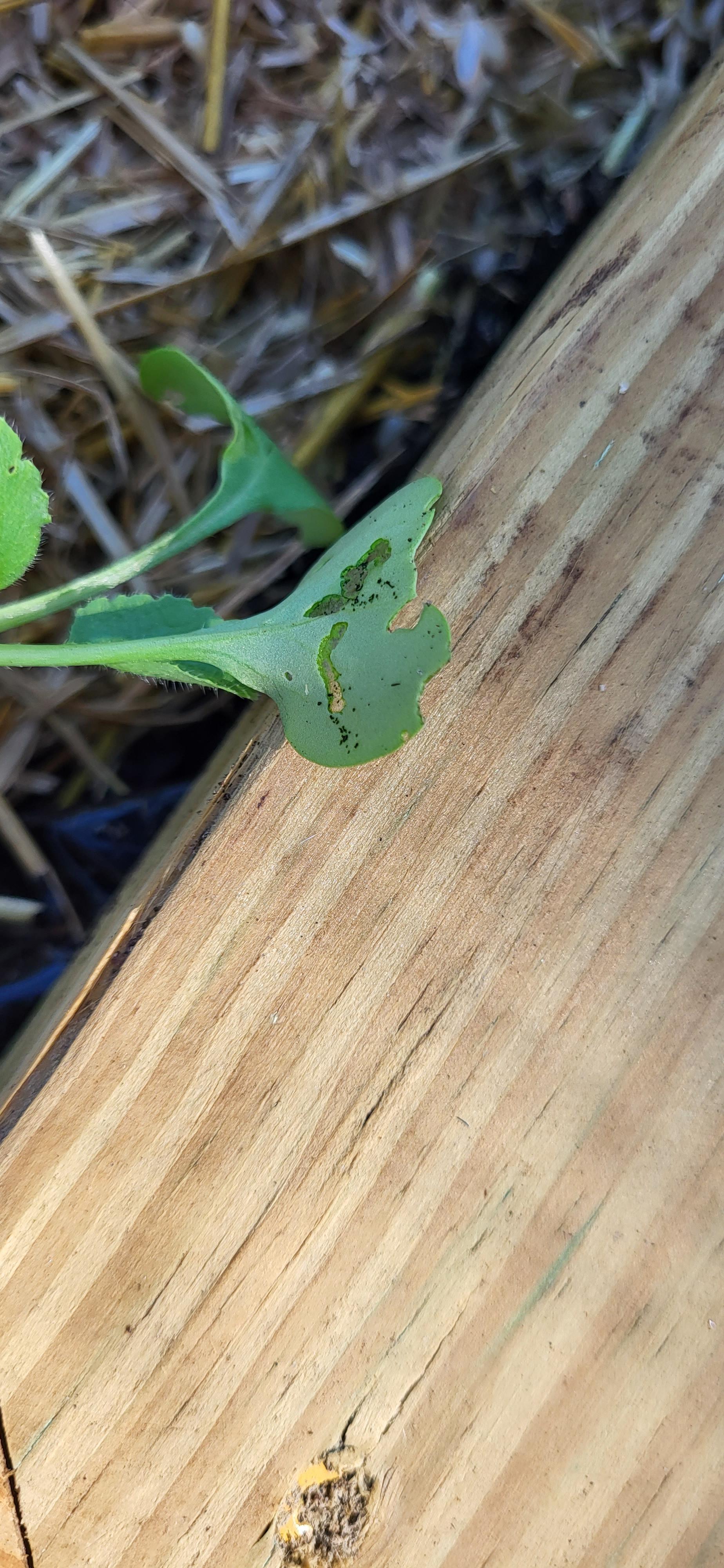 Zone 9 radish pests? What type of pest is eating my radish leaves? r