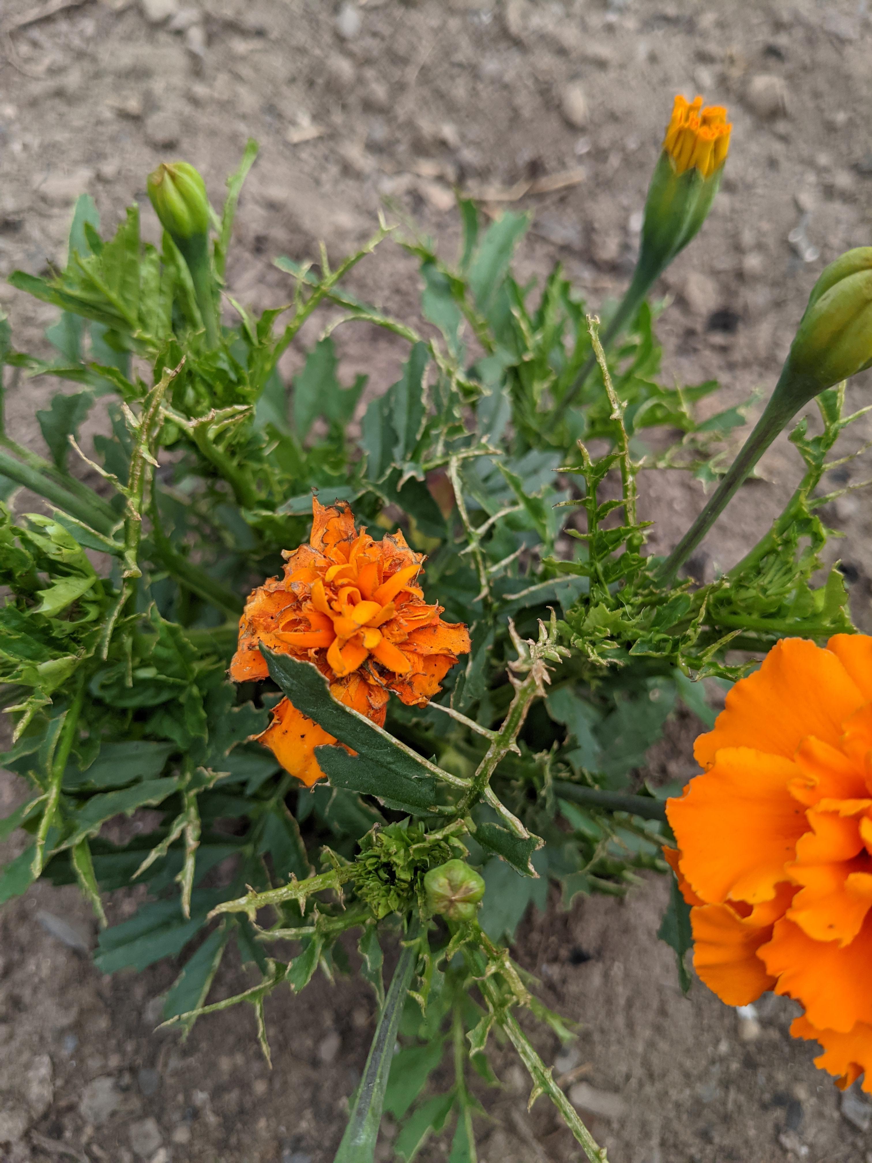 The bugs are bad this year. r/OntarioGardeners