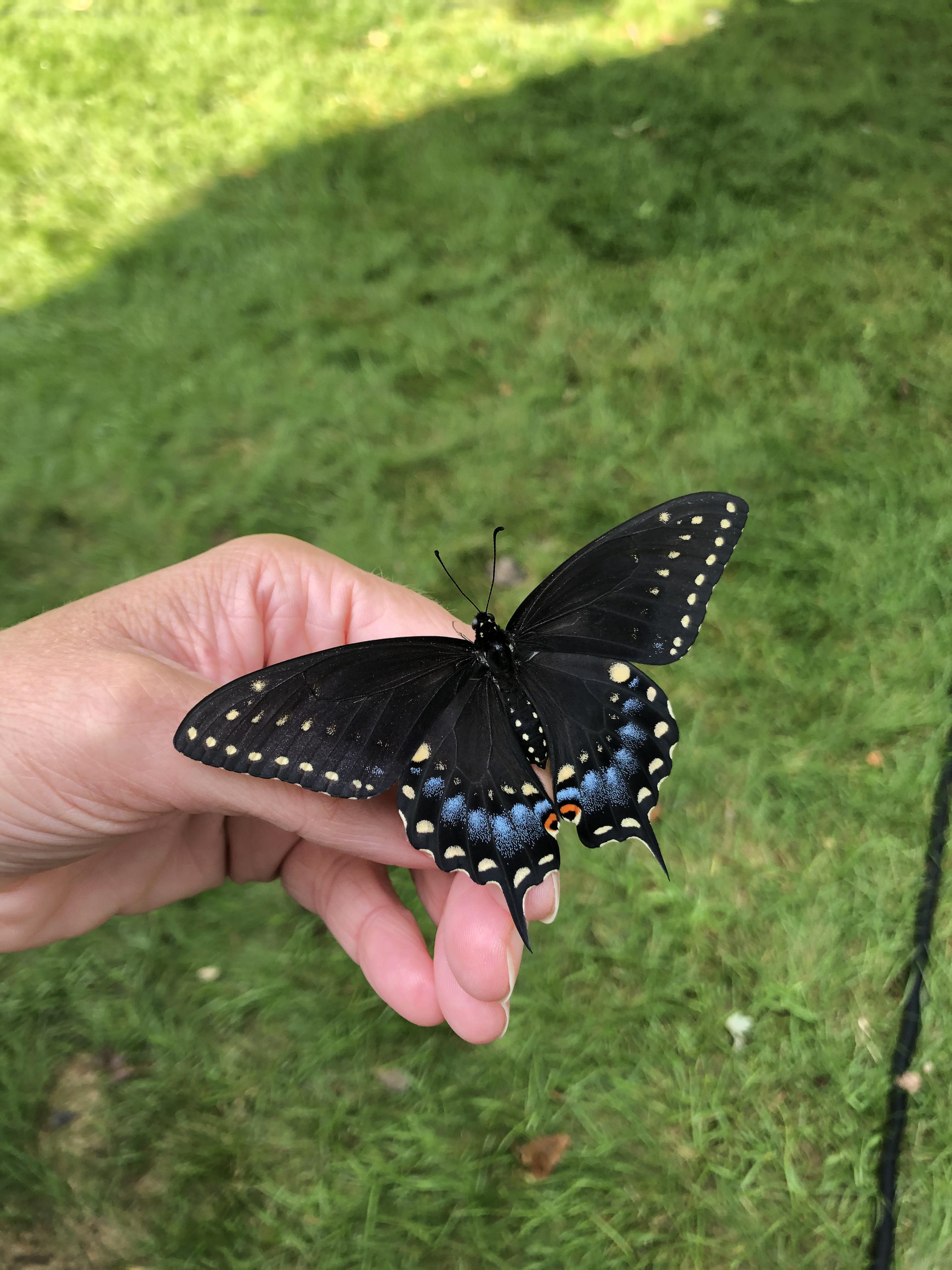 I planted dill and parsley and raised this beauty (see comment) r