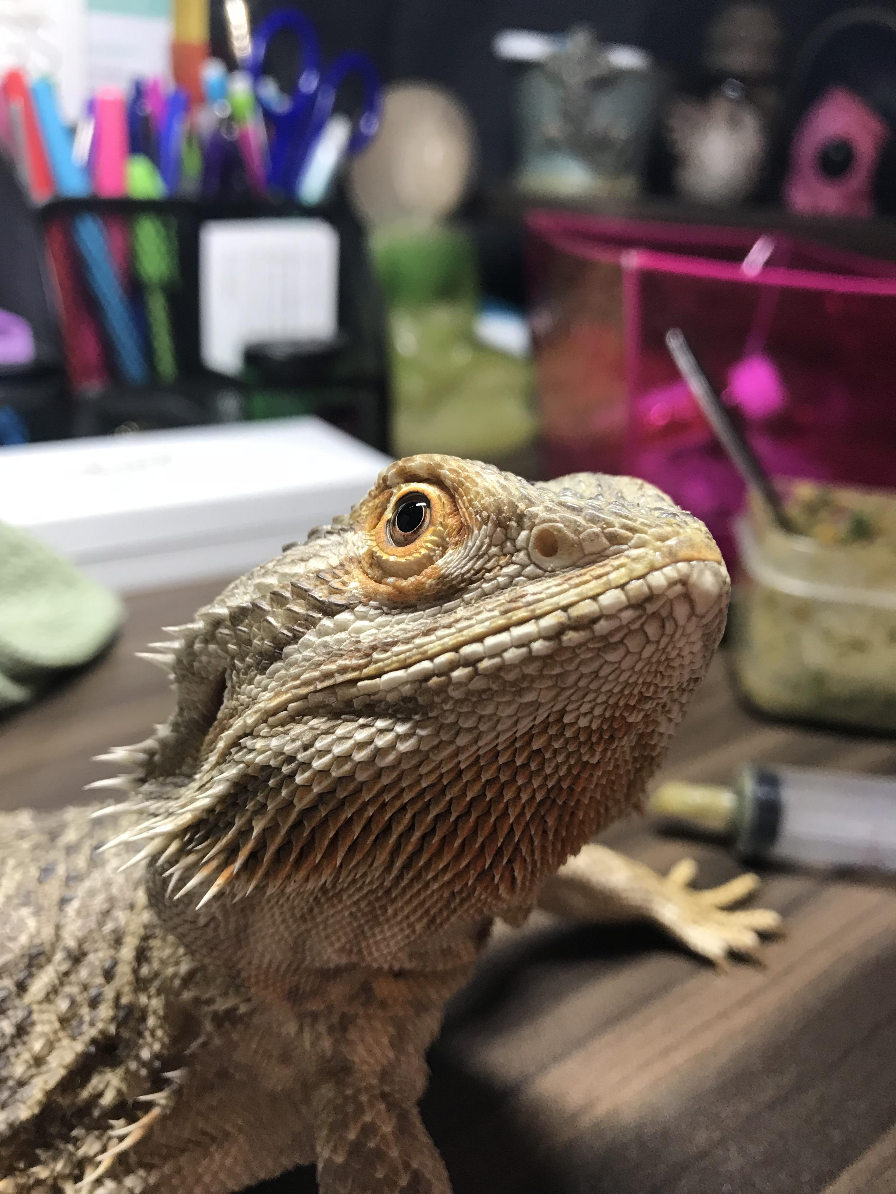 Light bearded dragon