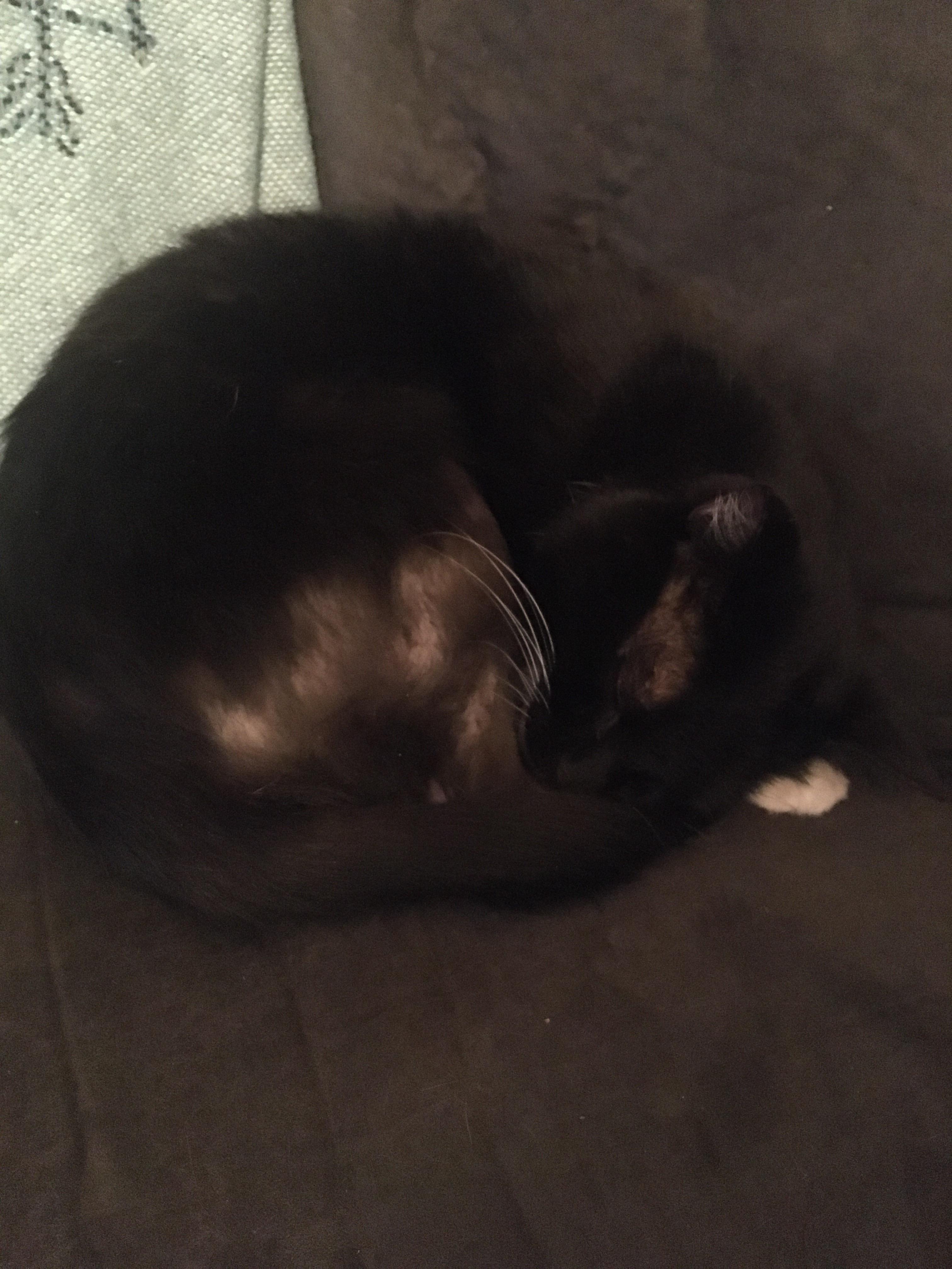 Do anyone know how to get her to stop chewing the fur off of her legs