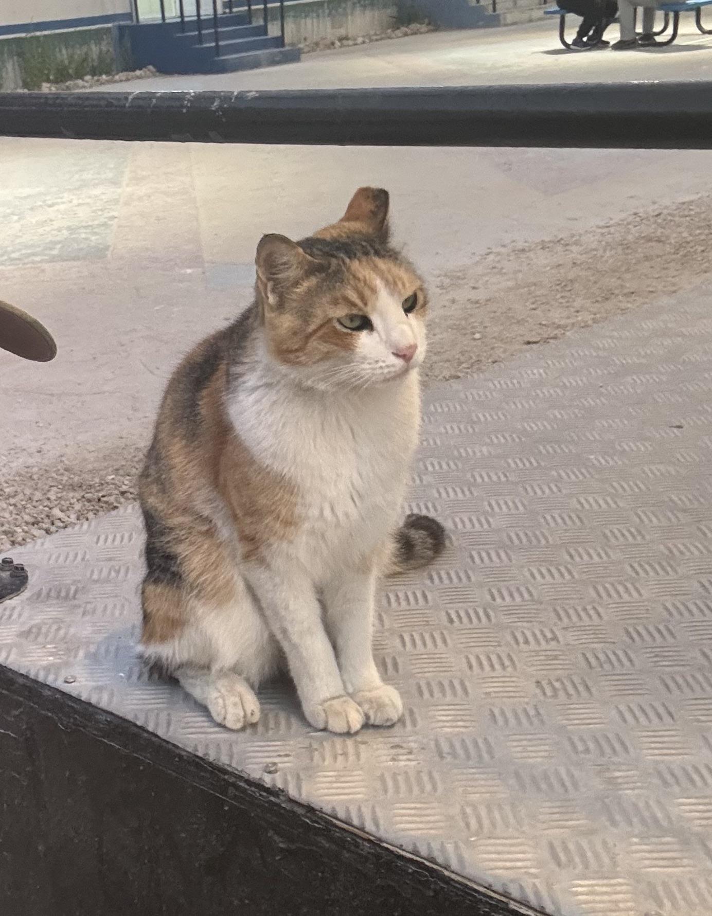 Al Udeid Pizza Cat 2024 Proof of life. r/AirForce